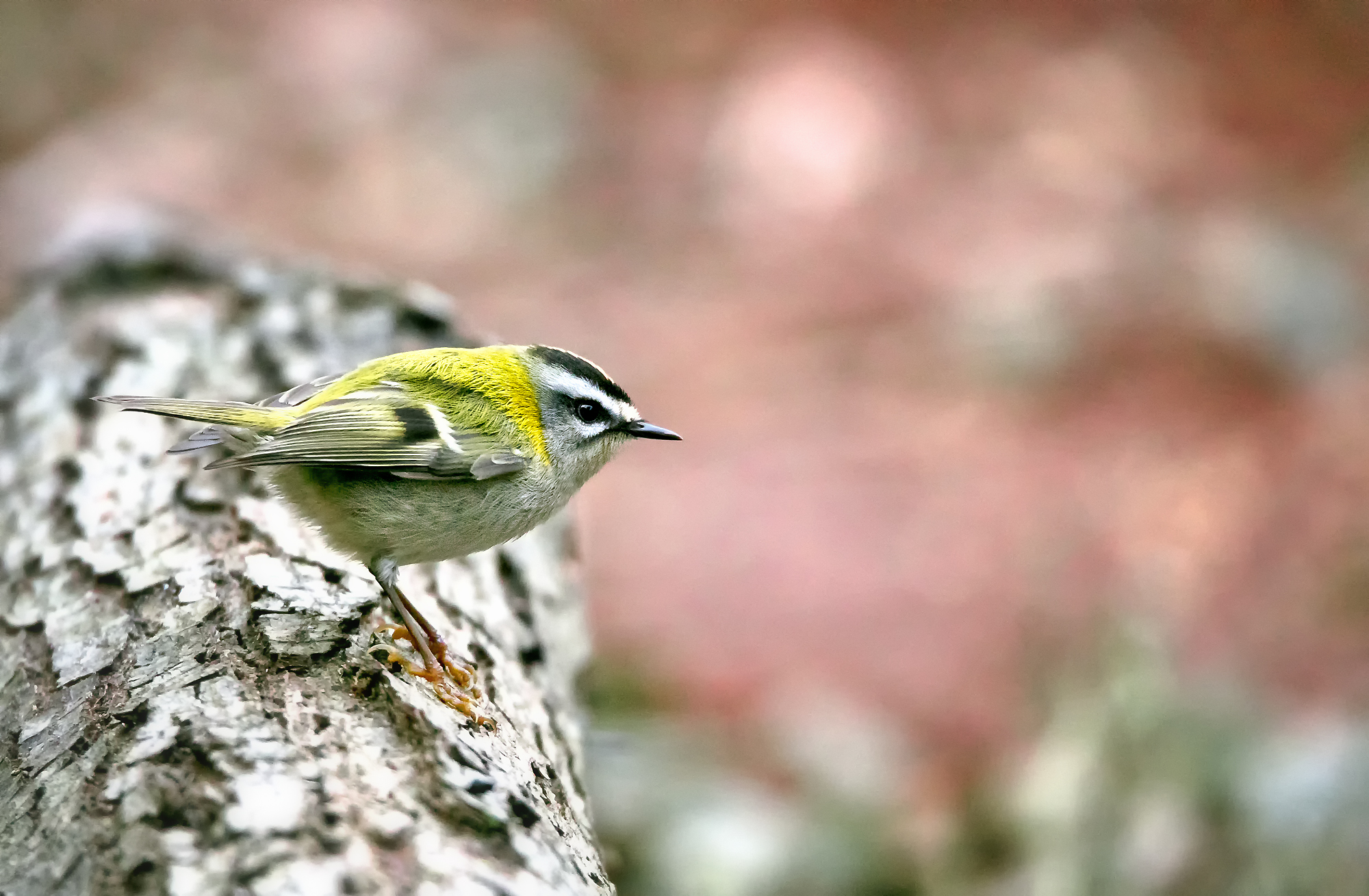 fiorrancino