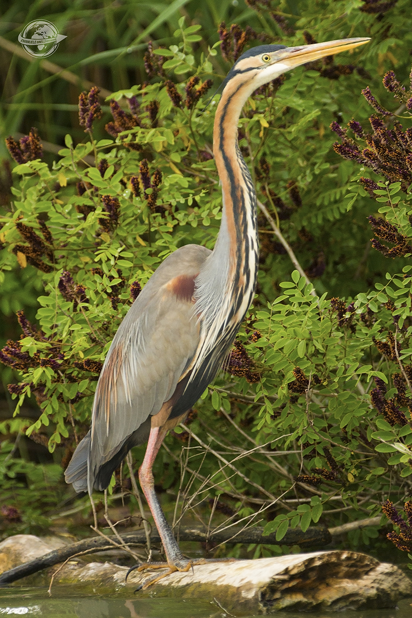 Red Heron