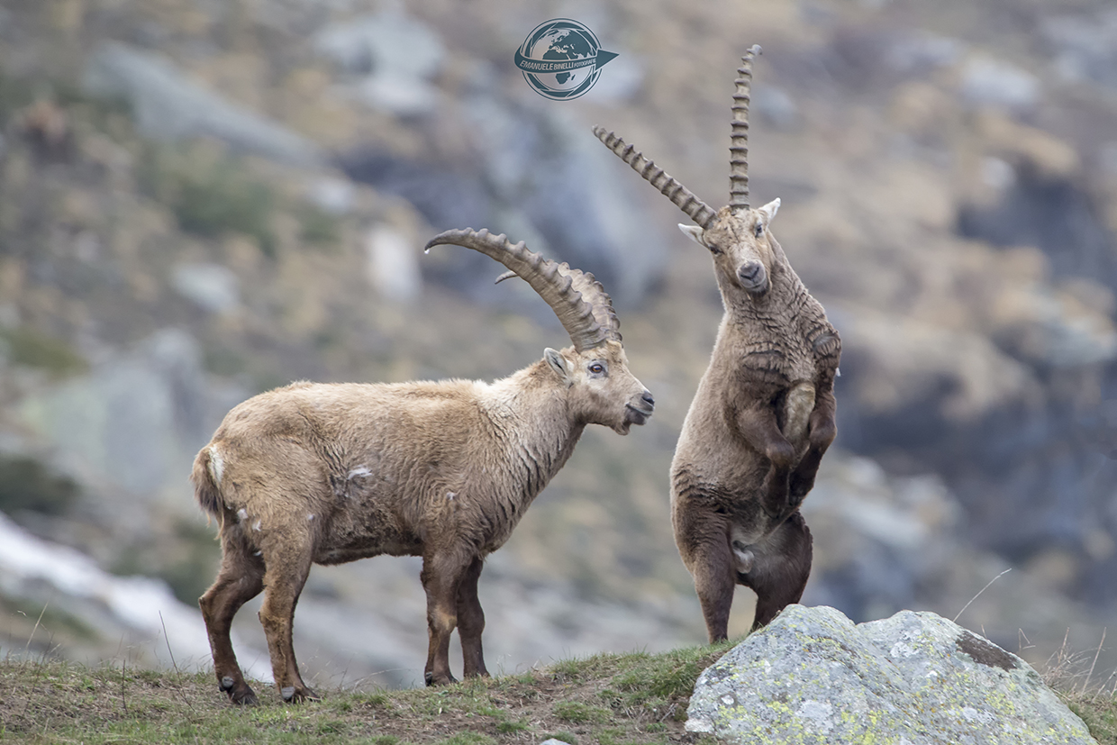Ibex