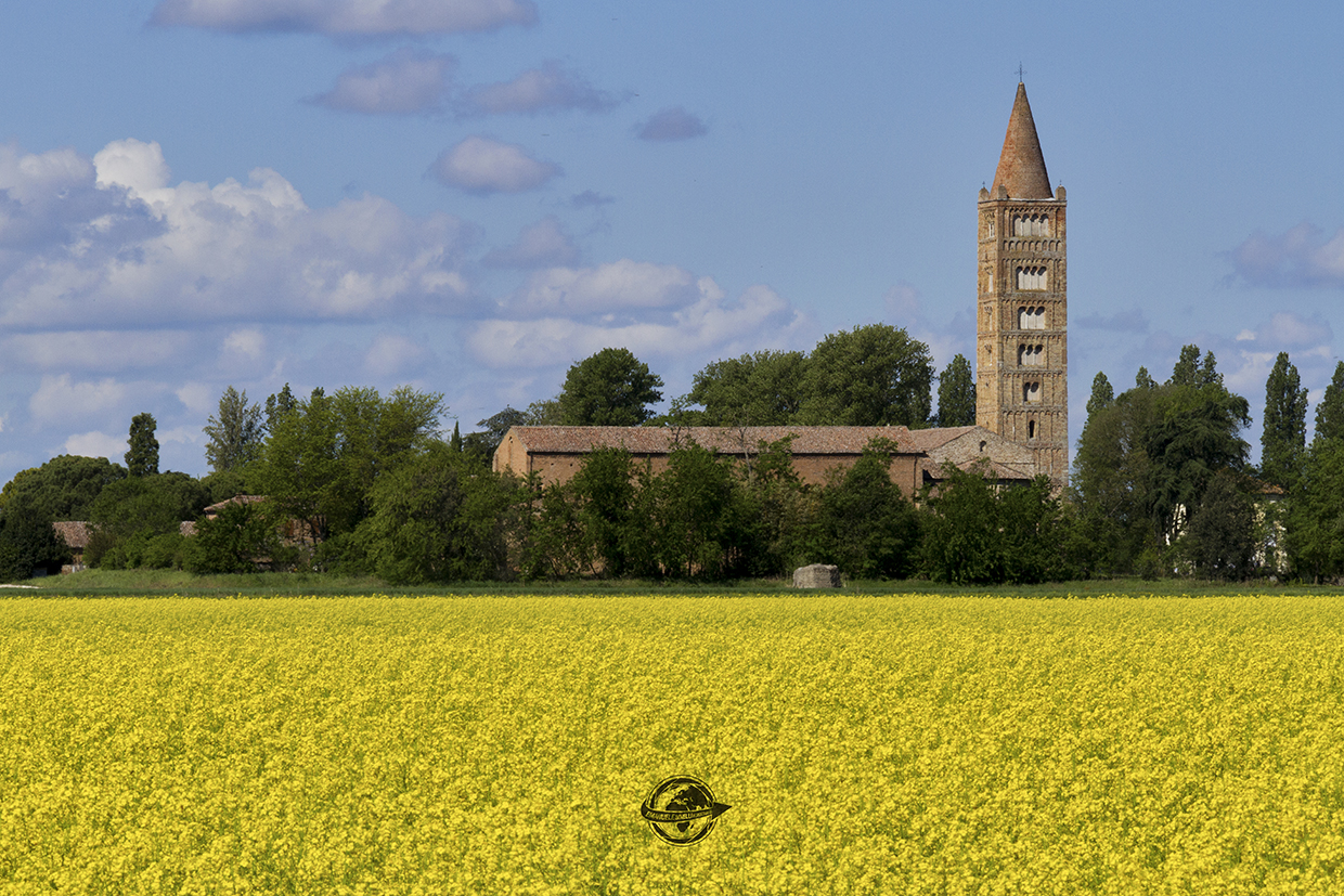 Pompous and rapeseed