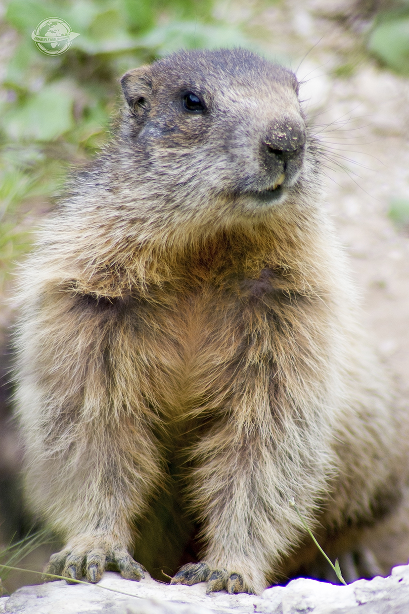 Marmotta