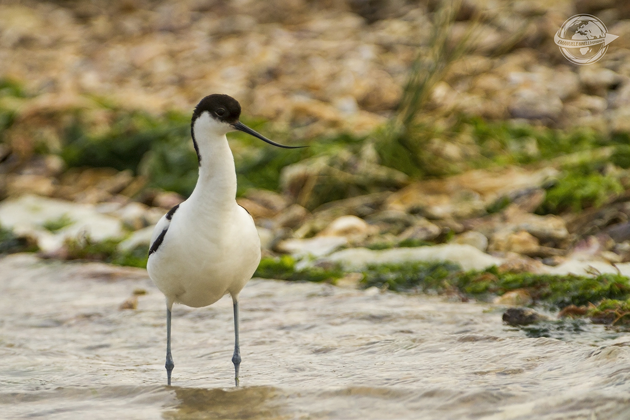Avocetta