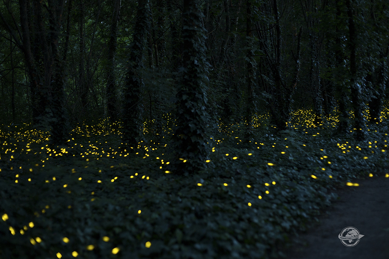 Lucciole