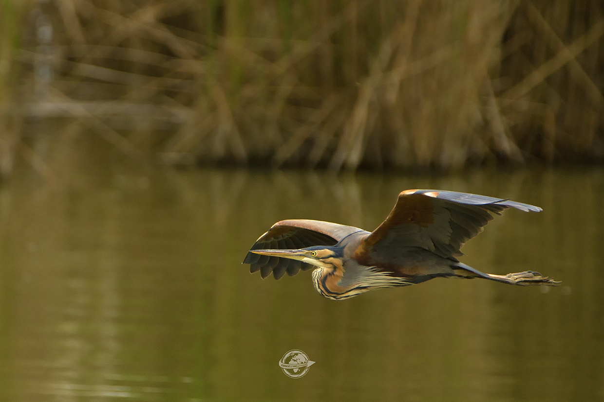 Airone Rosso in volo