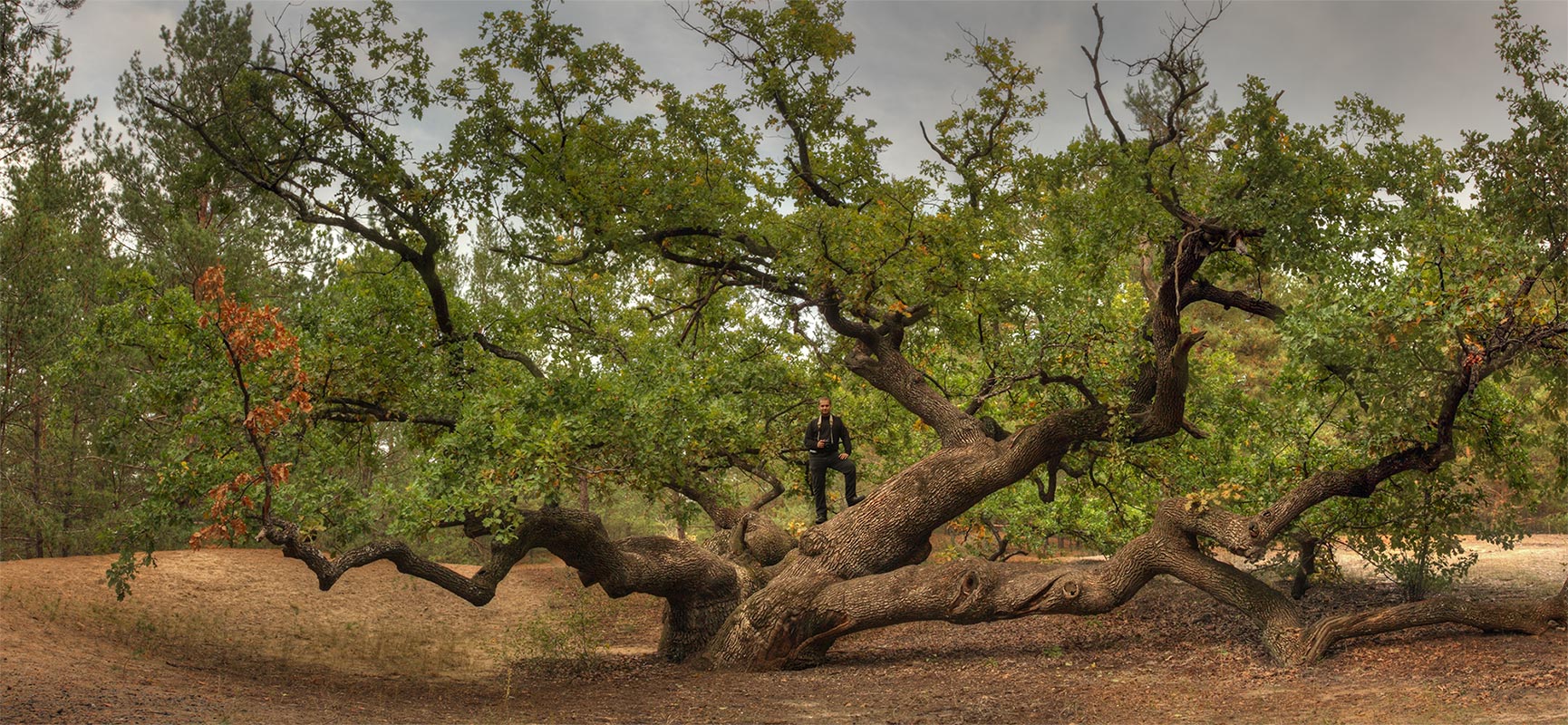 una vecchia quercia