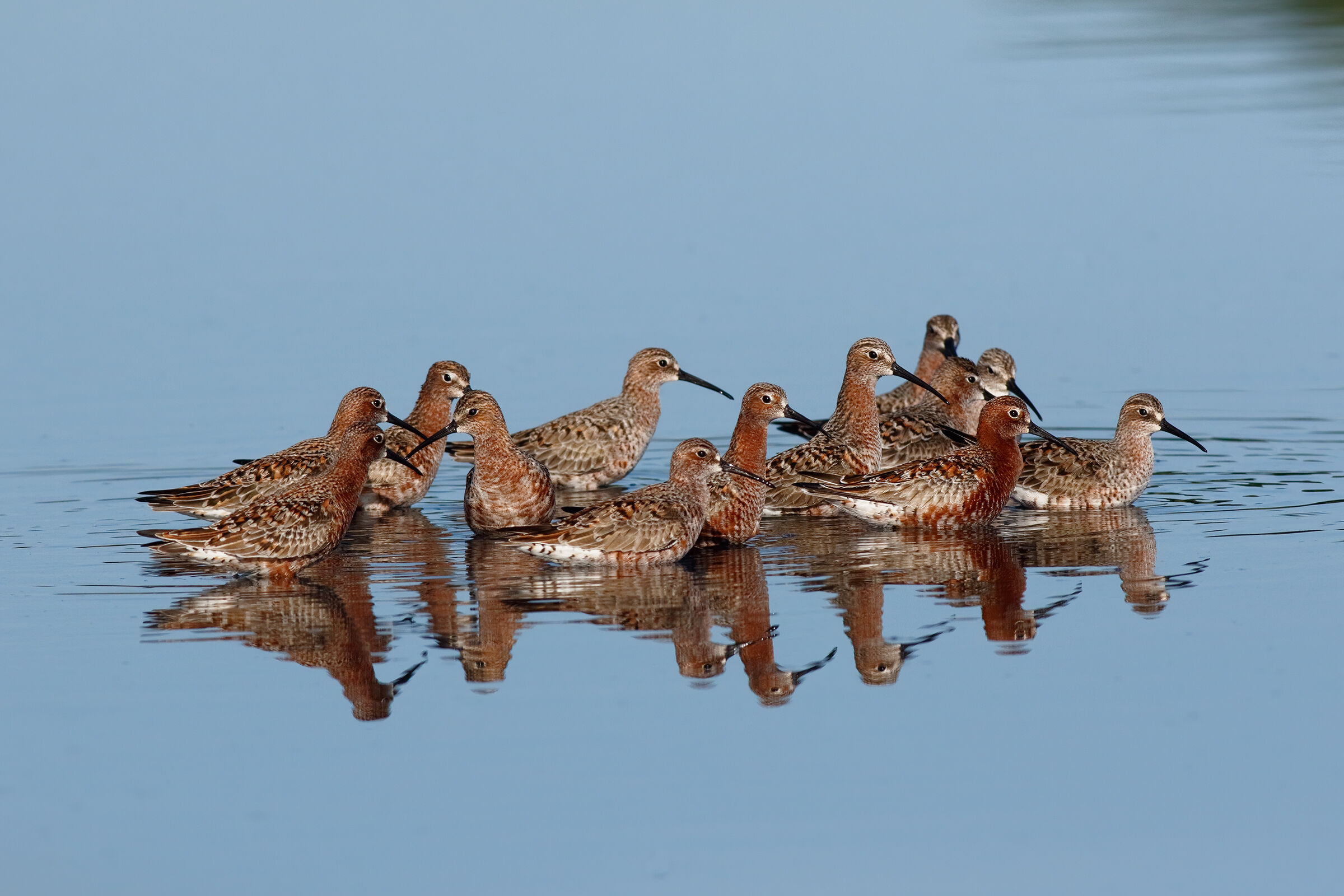 Appena arrivati - Piovanelli comuni in migrazione