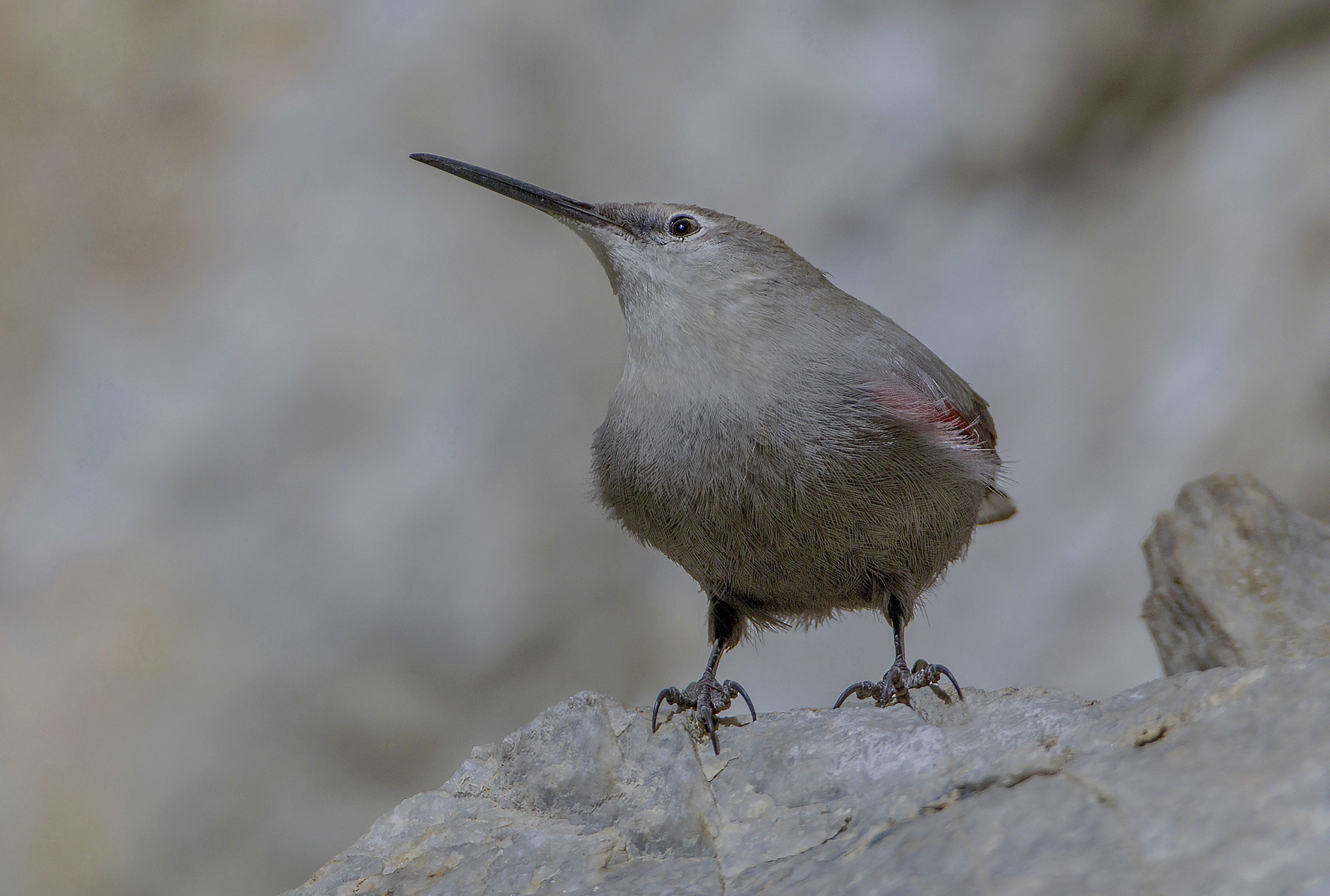 woodpecker walled close-up