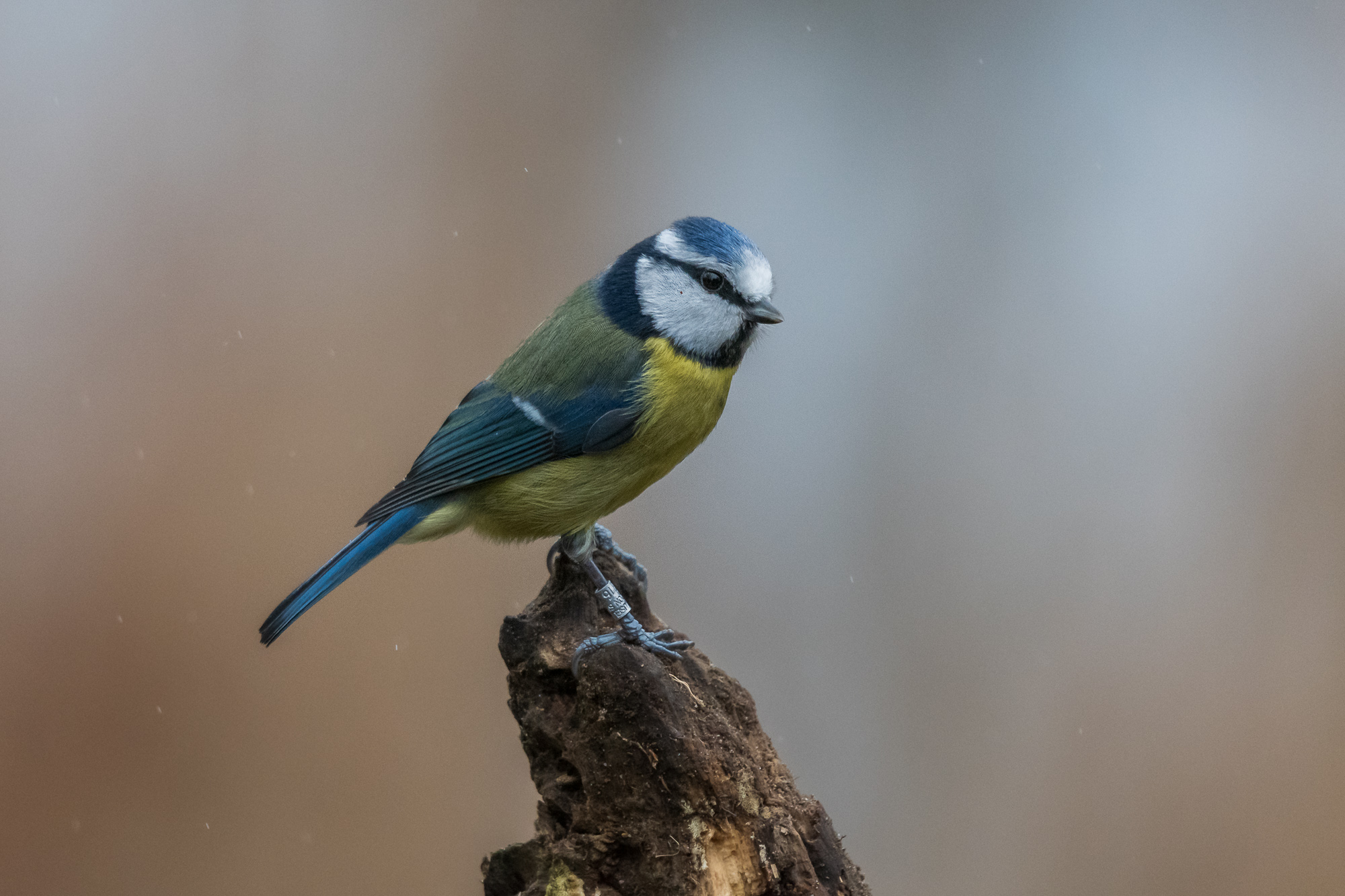Bluetit