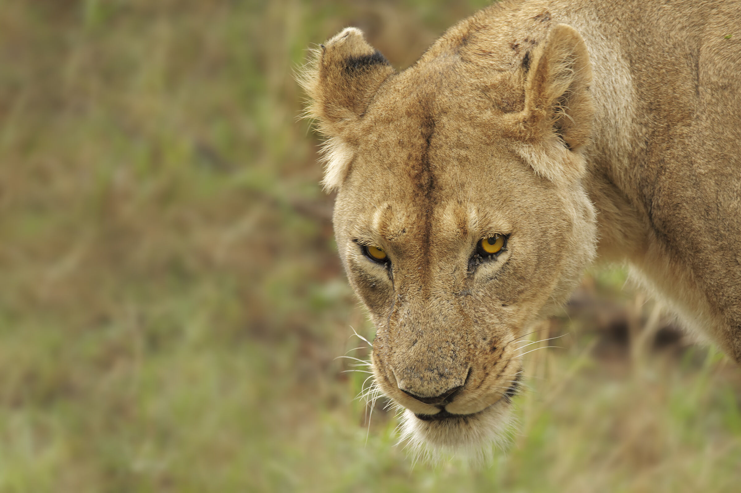 Ngorongoro's Eyes