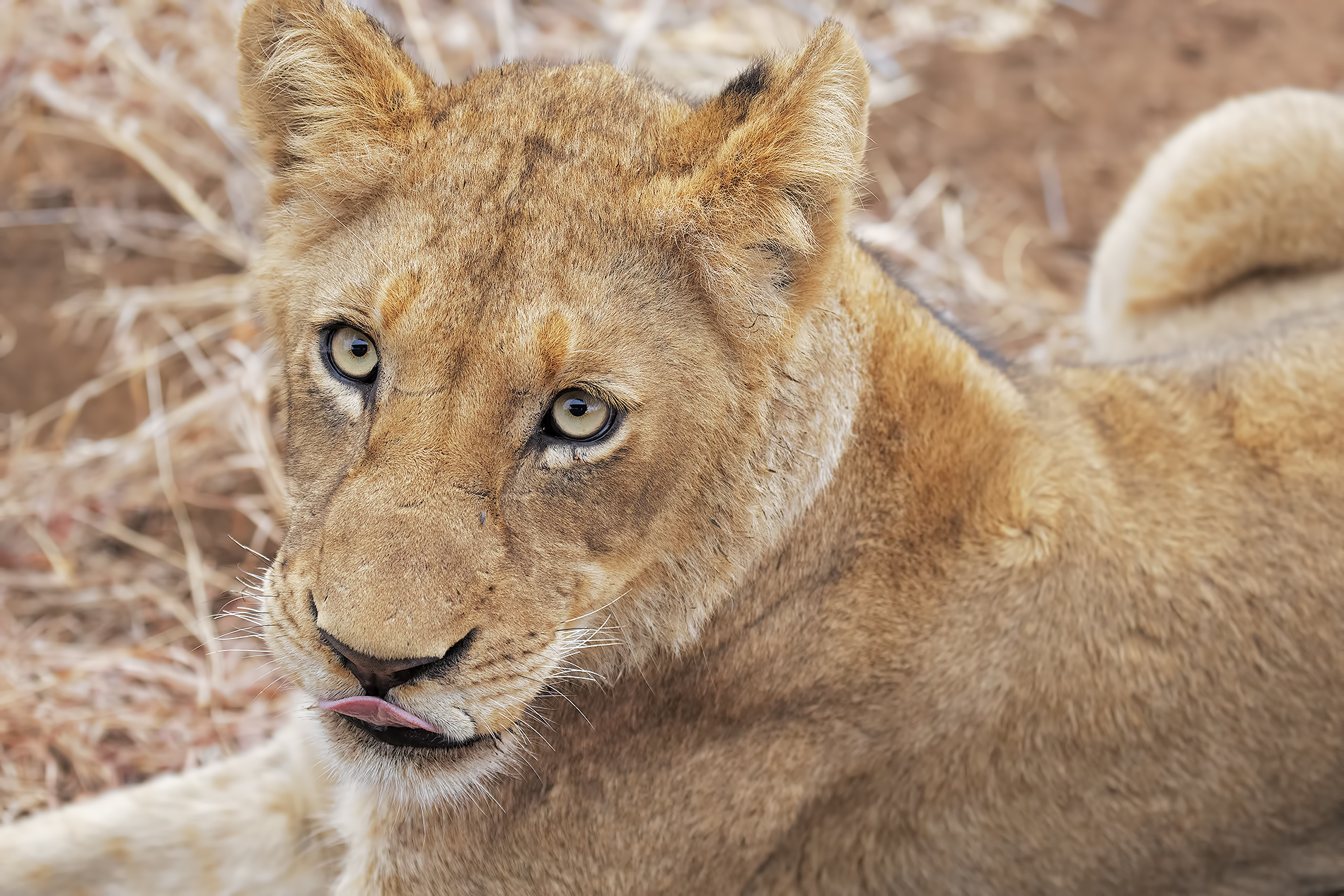 Balule Game Reserve South Africa