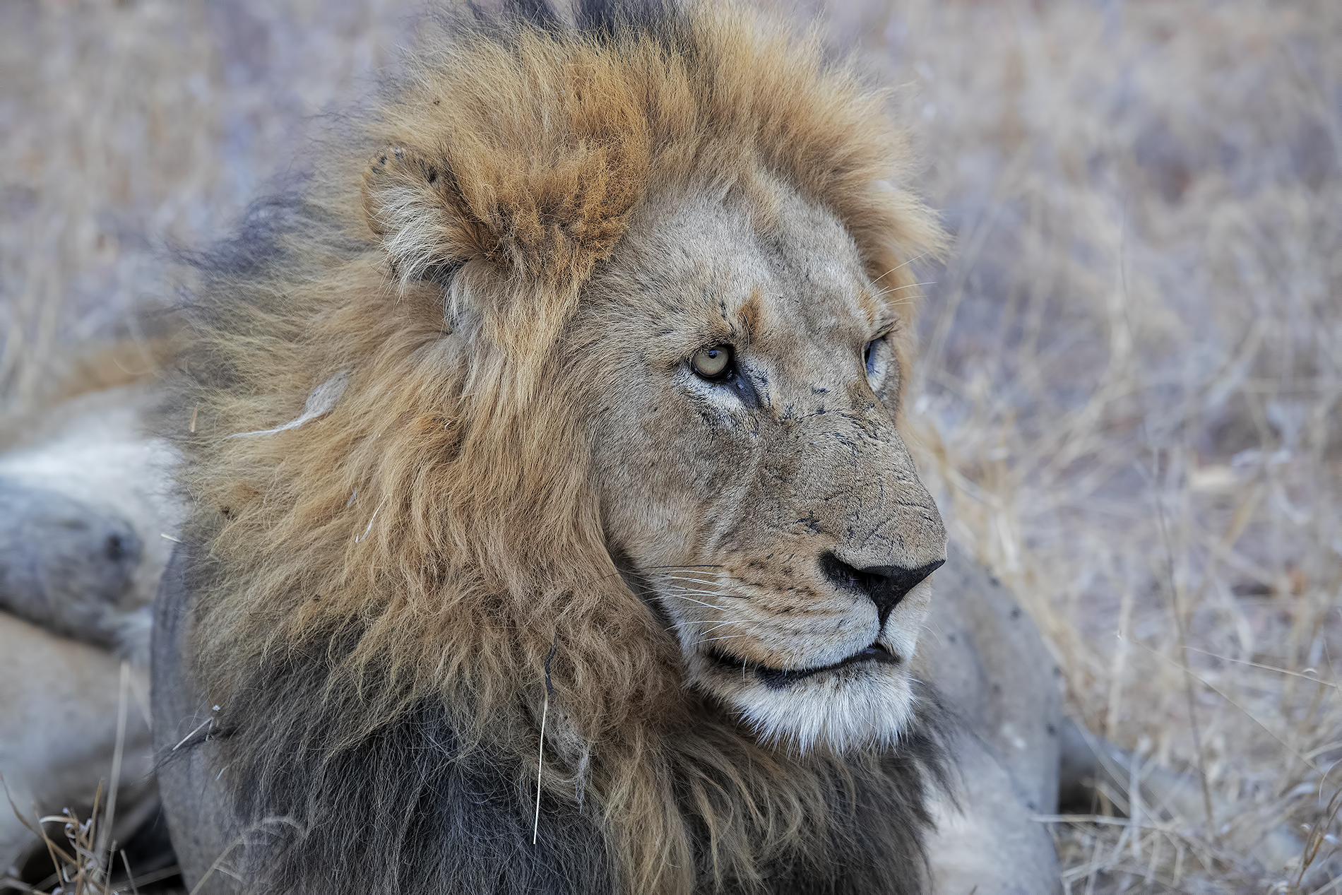 Balule Game Reserve South Africa