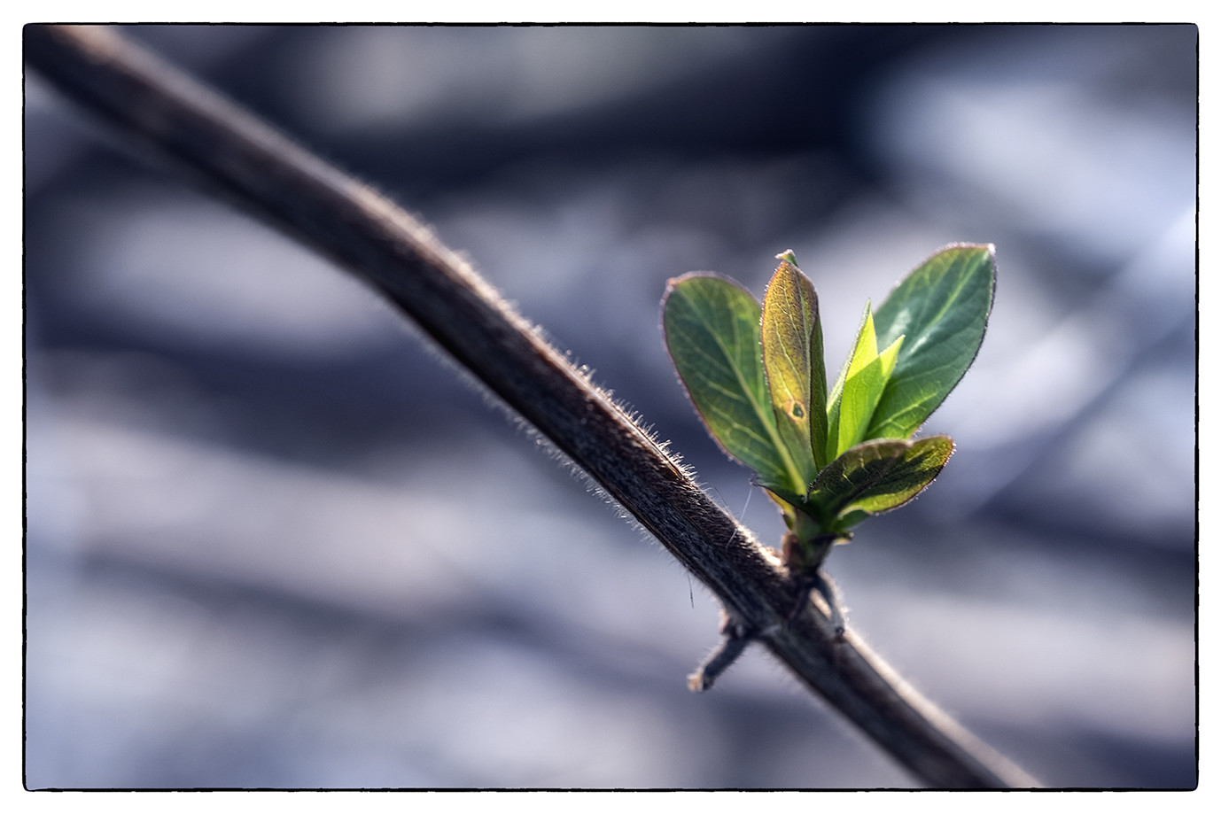 Vegetable awakenings 3