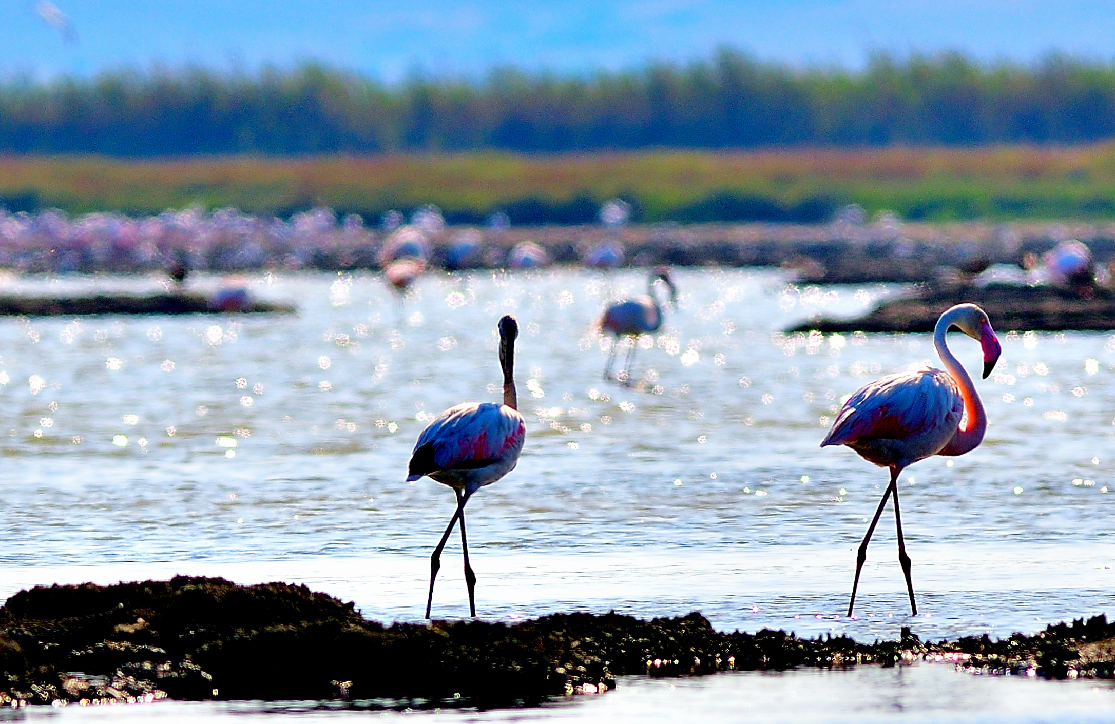 Pauli pond and salts