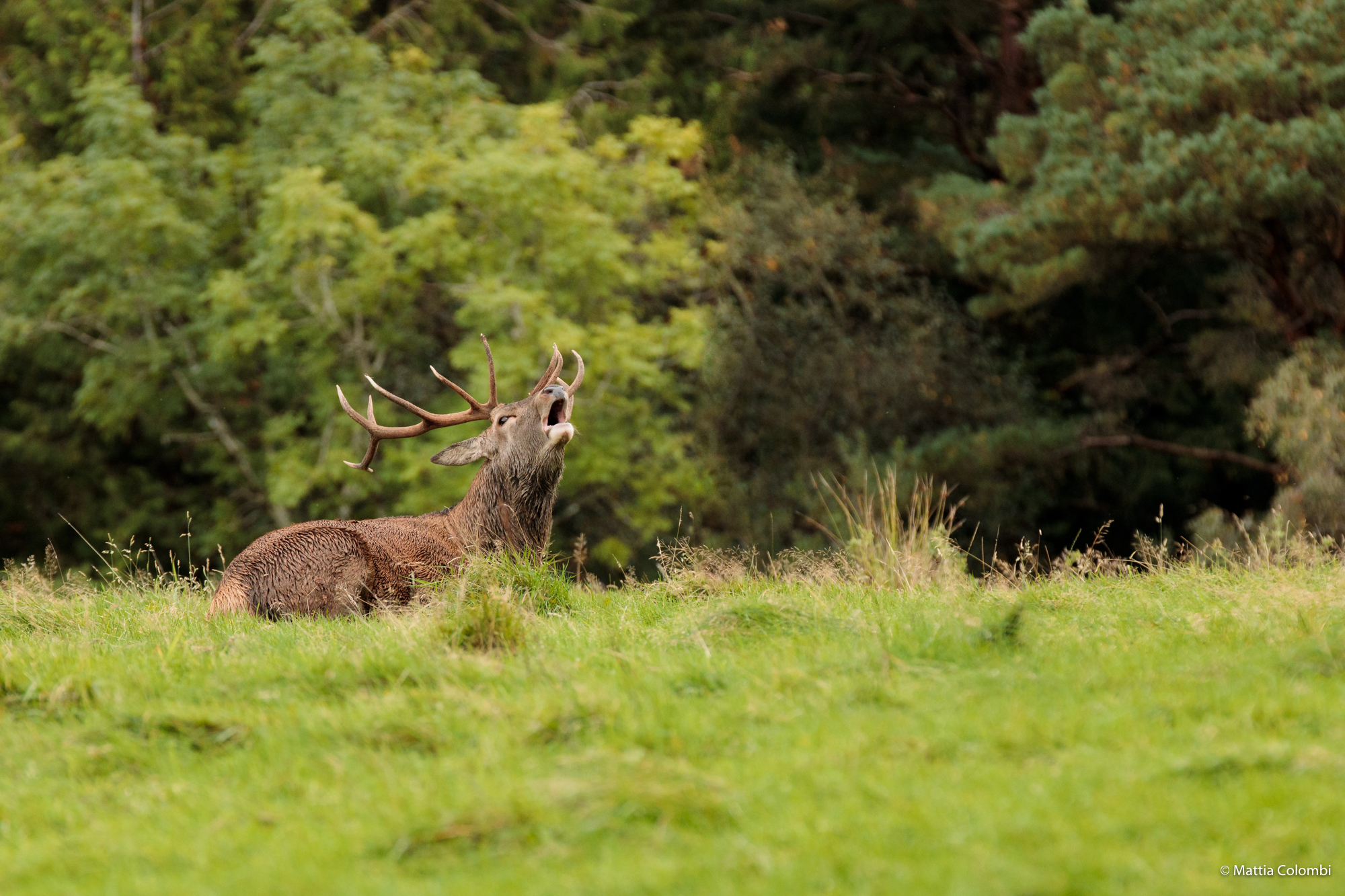 Muckross Abbey, Muckross