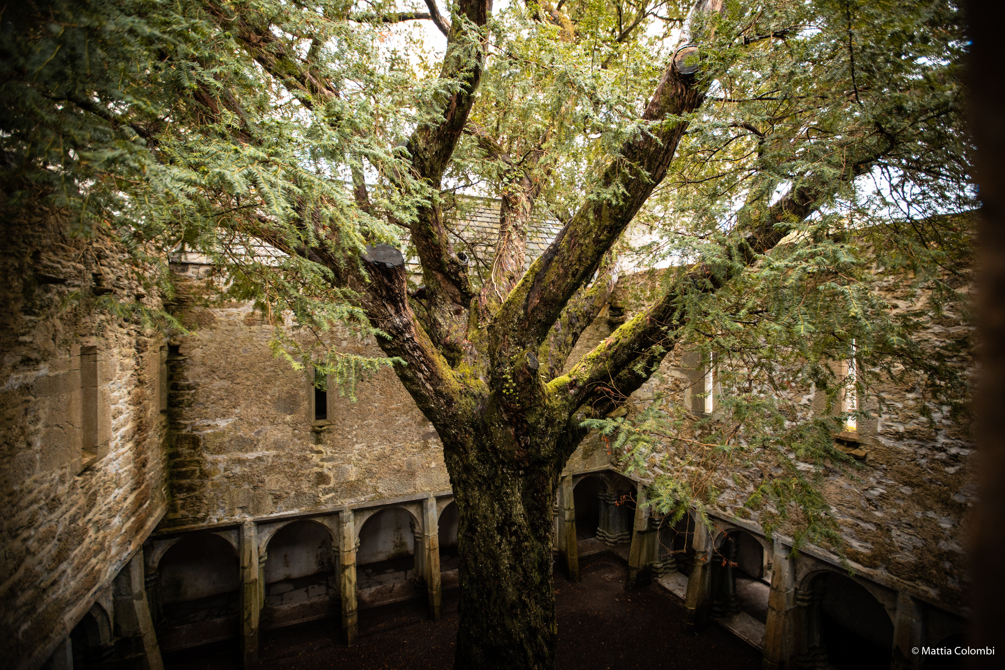 Muckross Abbey, Muckross