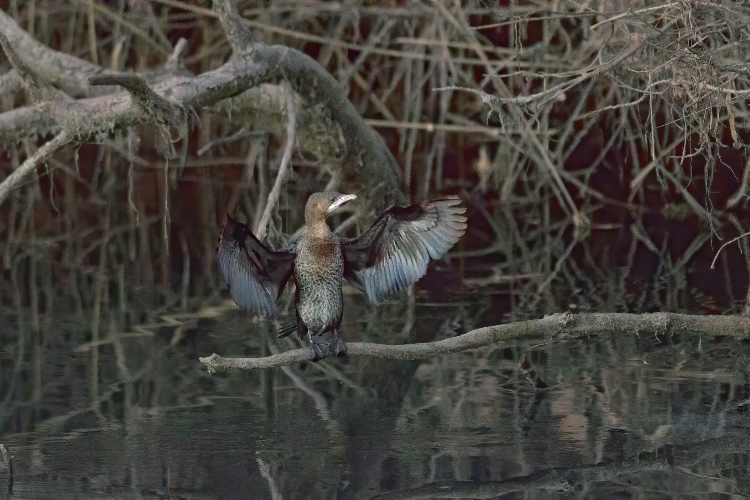 Marangone minore. ISO 25.600.