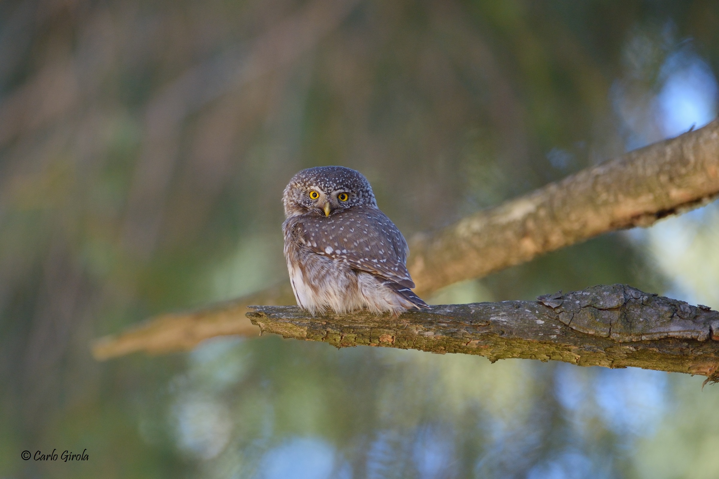 Dwarf Owl (Glaucidium passerinum)