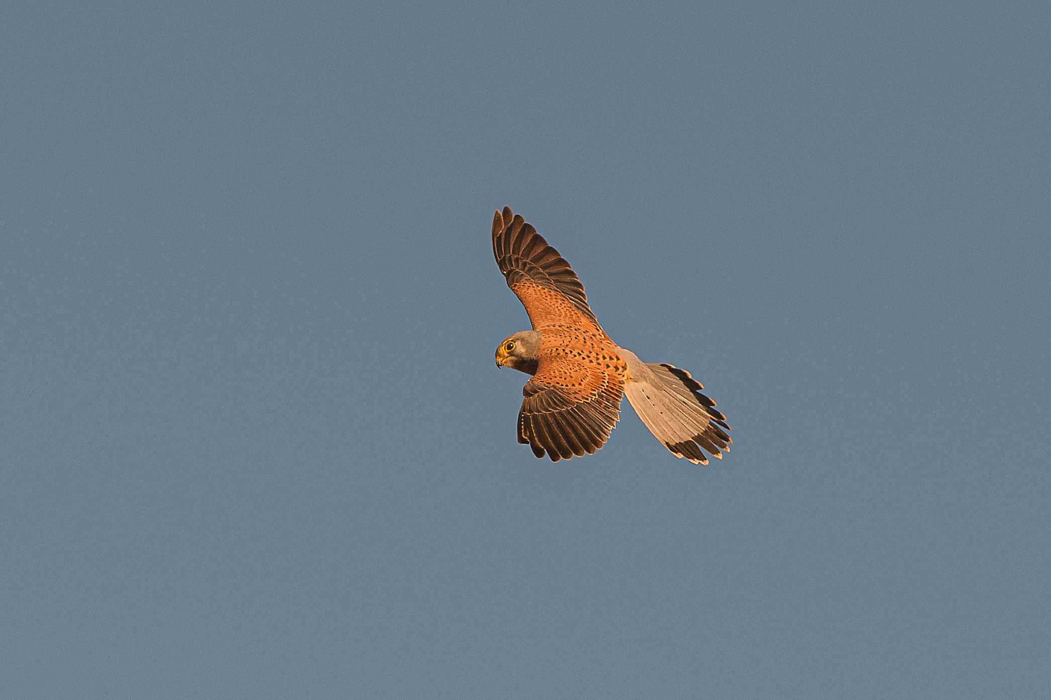Kestrel