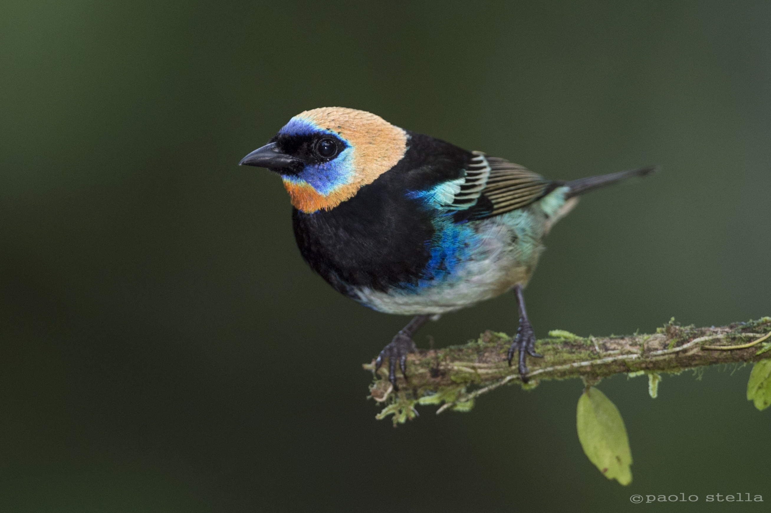 Golden hooded Tanager