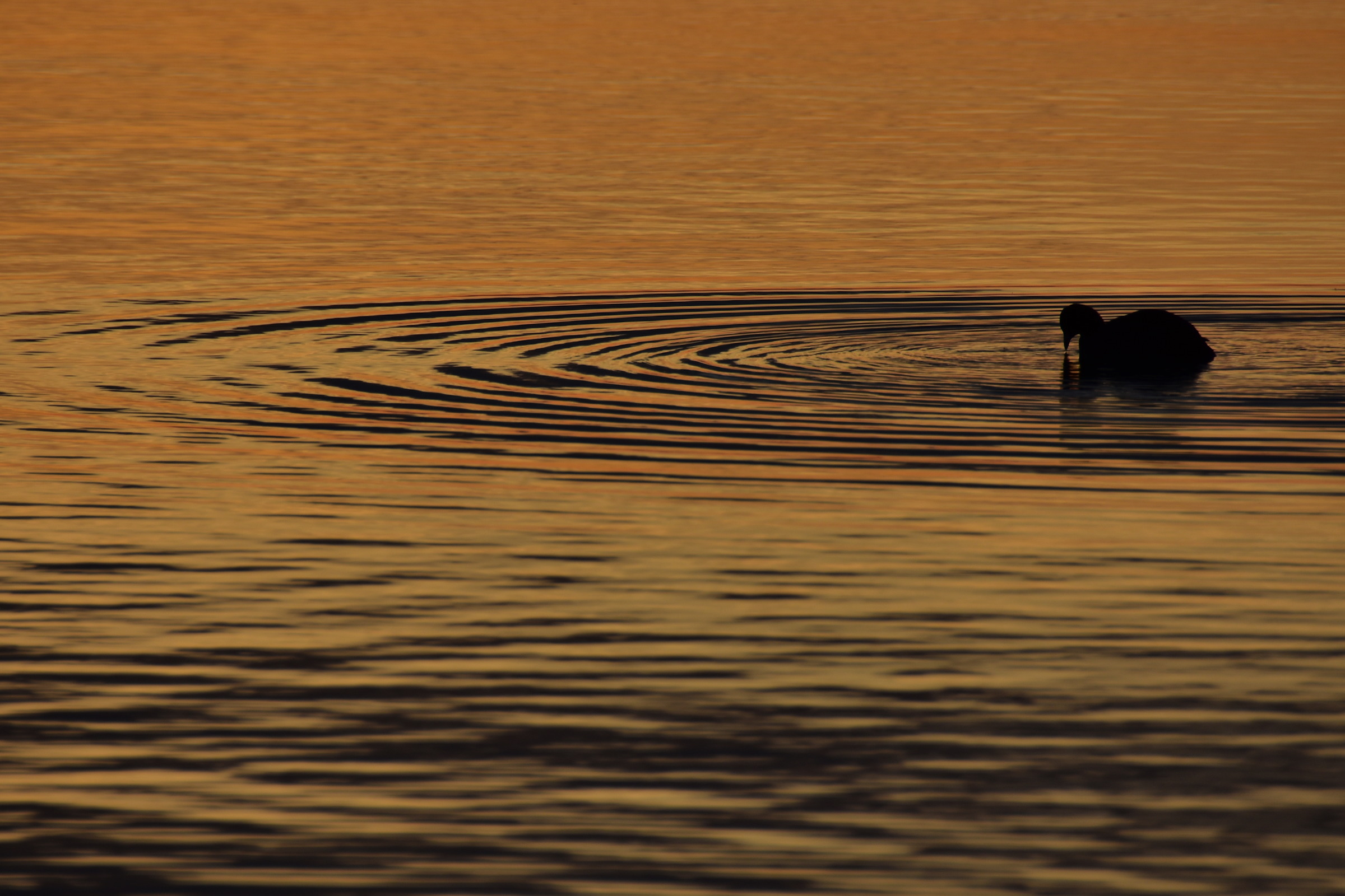 Silhouette geometrica