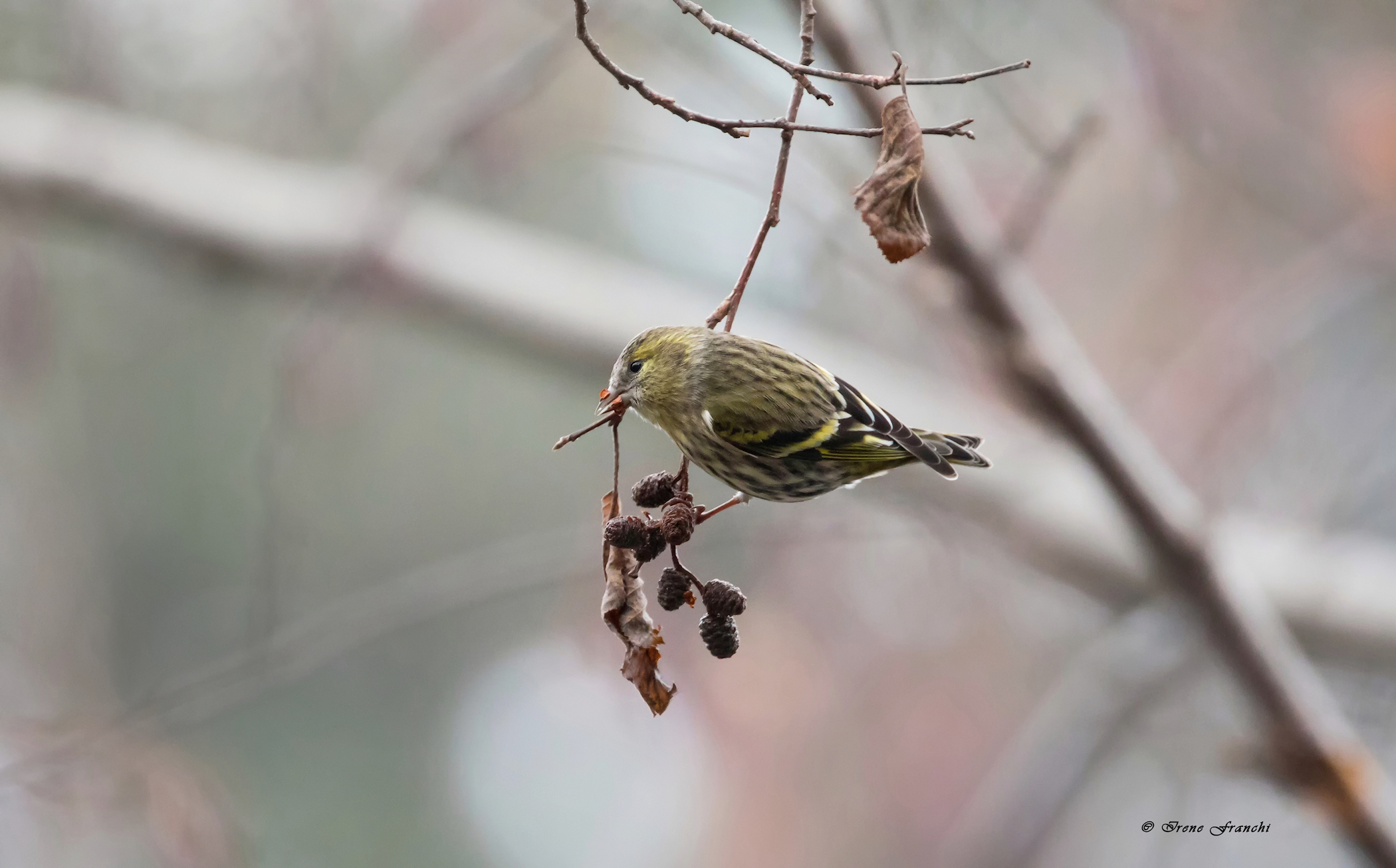 Lucherino (Carduelis Spinus)