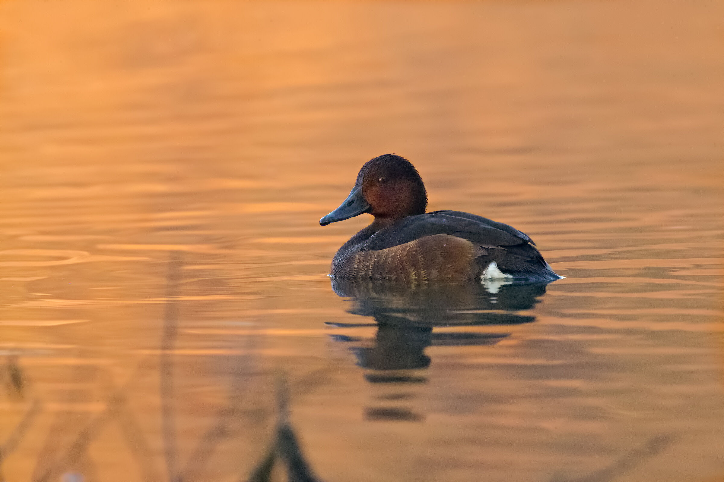 Moretta Tabaccata (female)