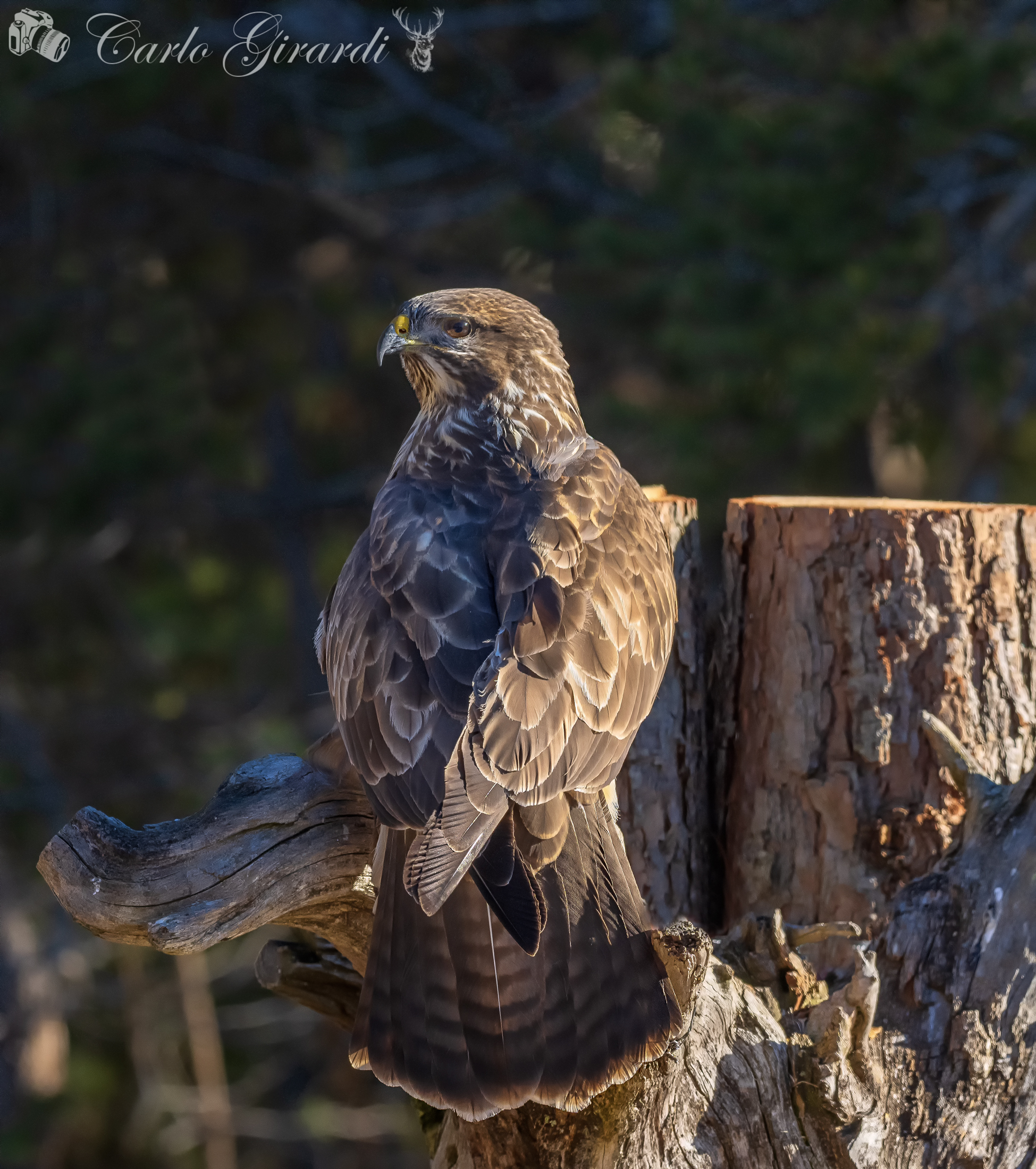 Poiana chi la dura la vince
