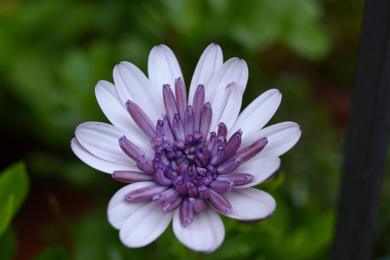 Osteospermum '4d Violet Ice' forse...