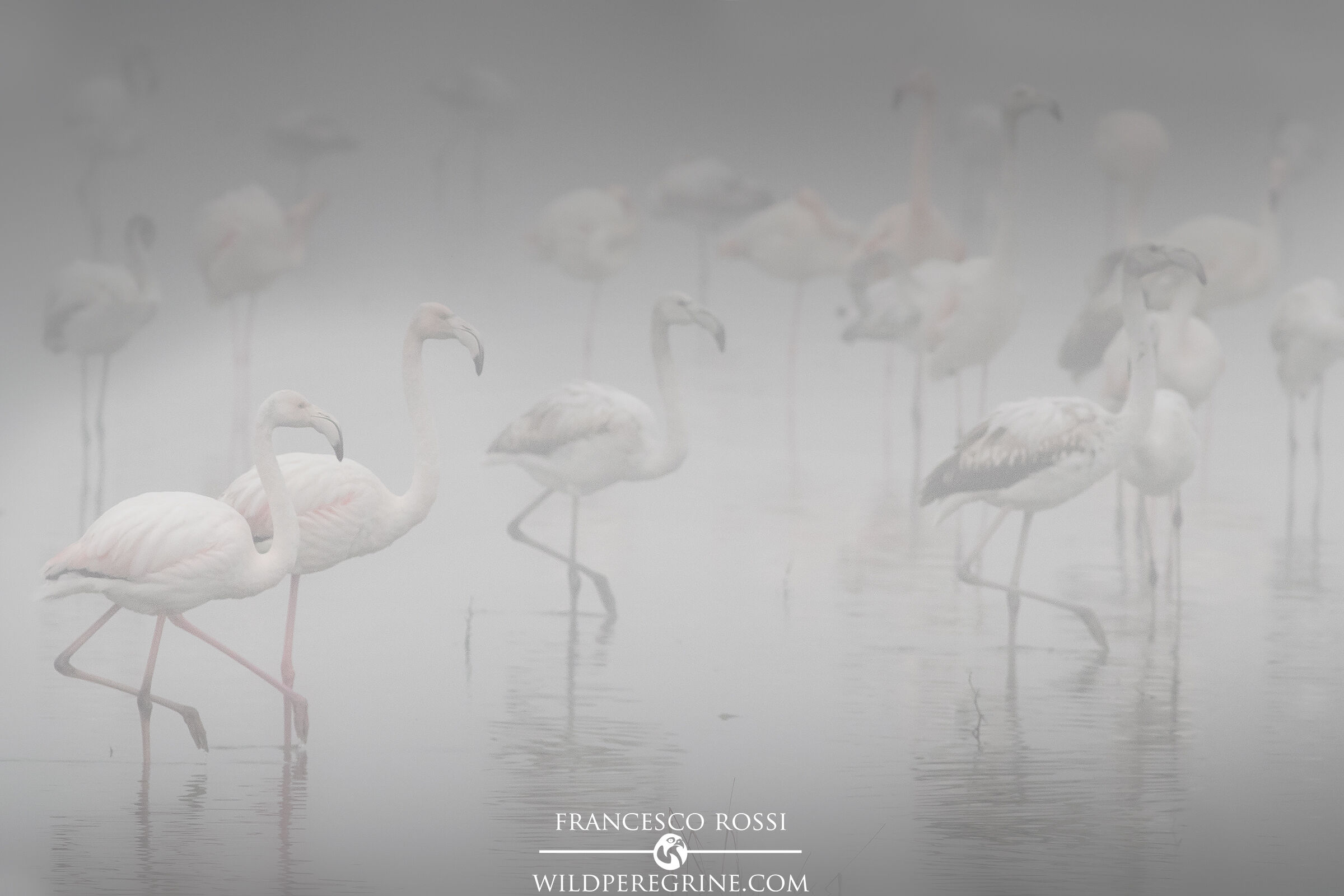 Flamingos in the Fog