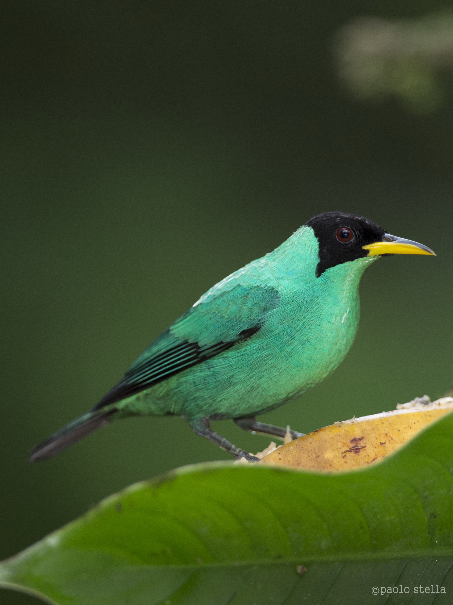Green Honey-creeper adult male