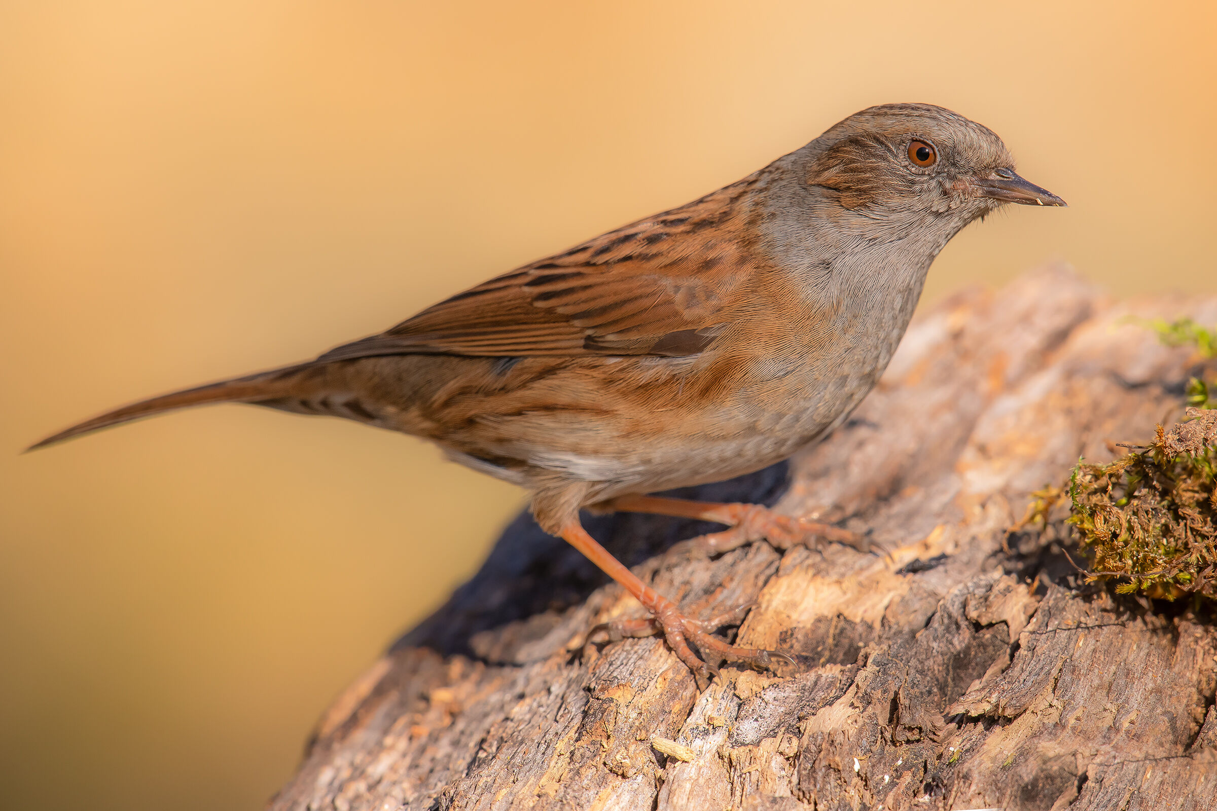 passera scopaiola