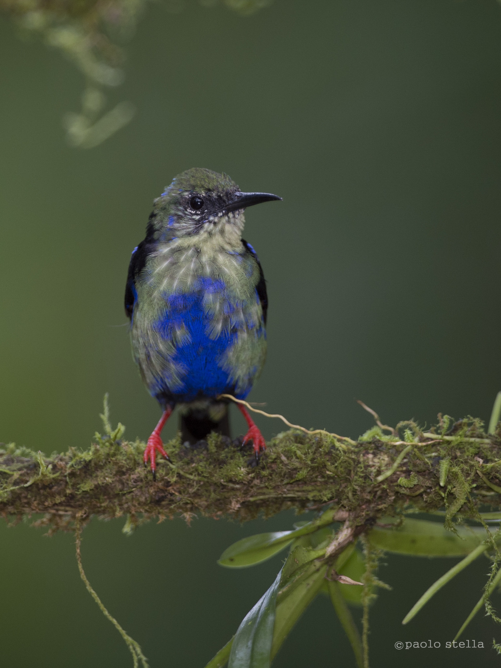 Redlegged Honeycreeper
