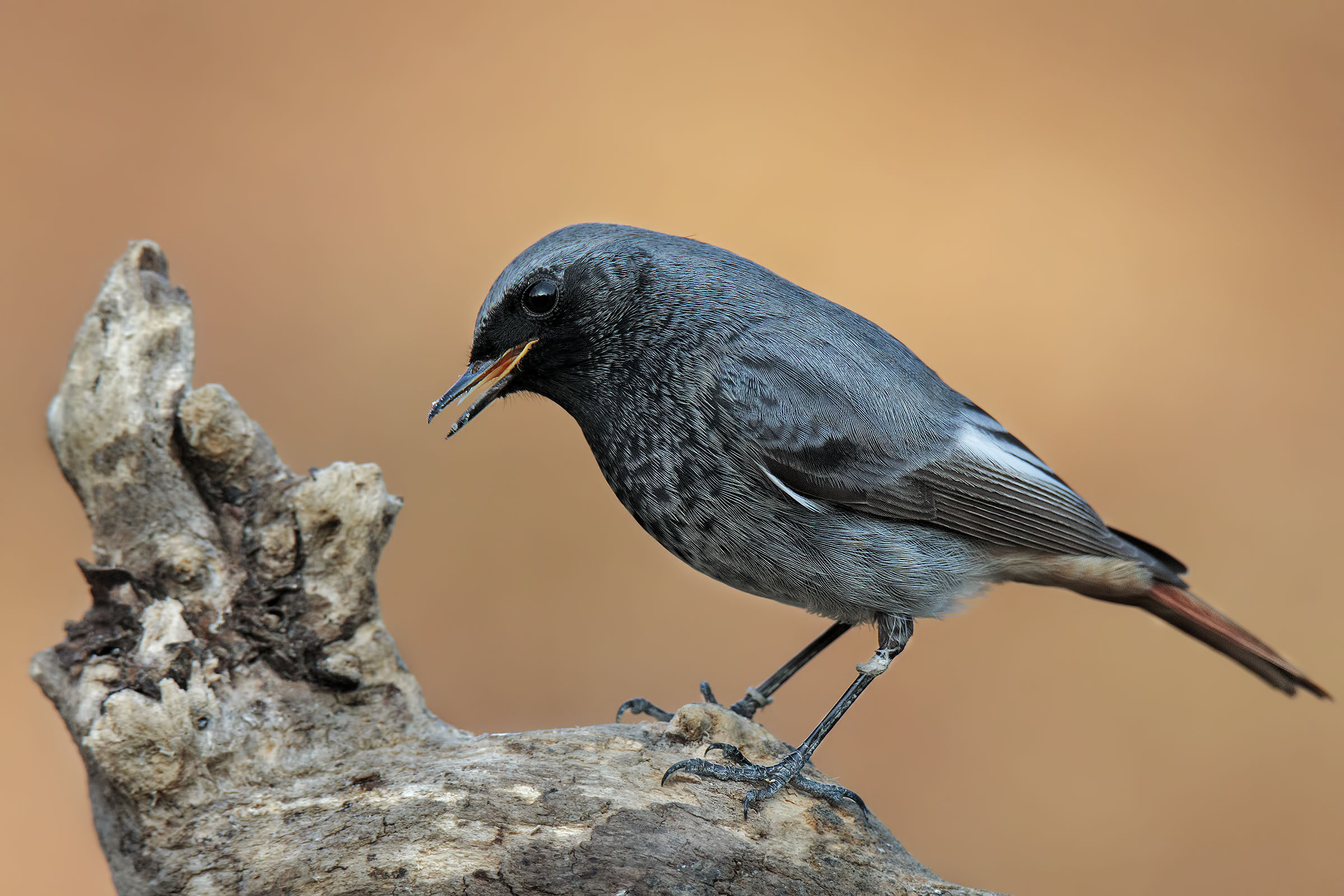 Codirosso spazzacamino