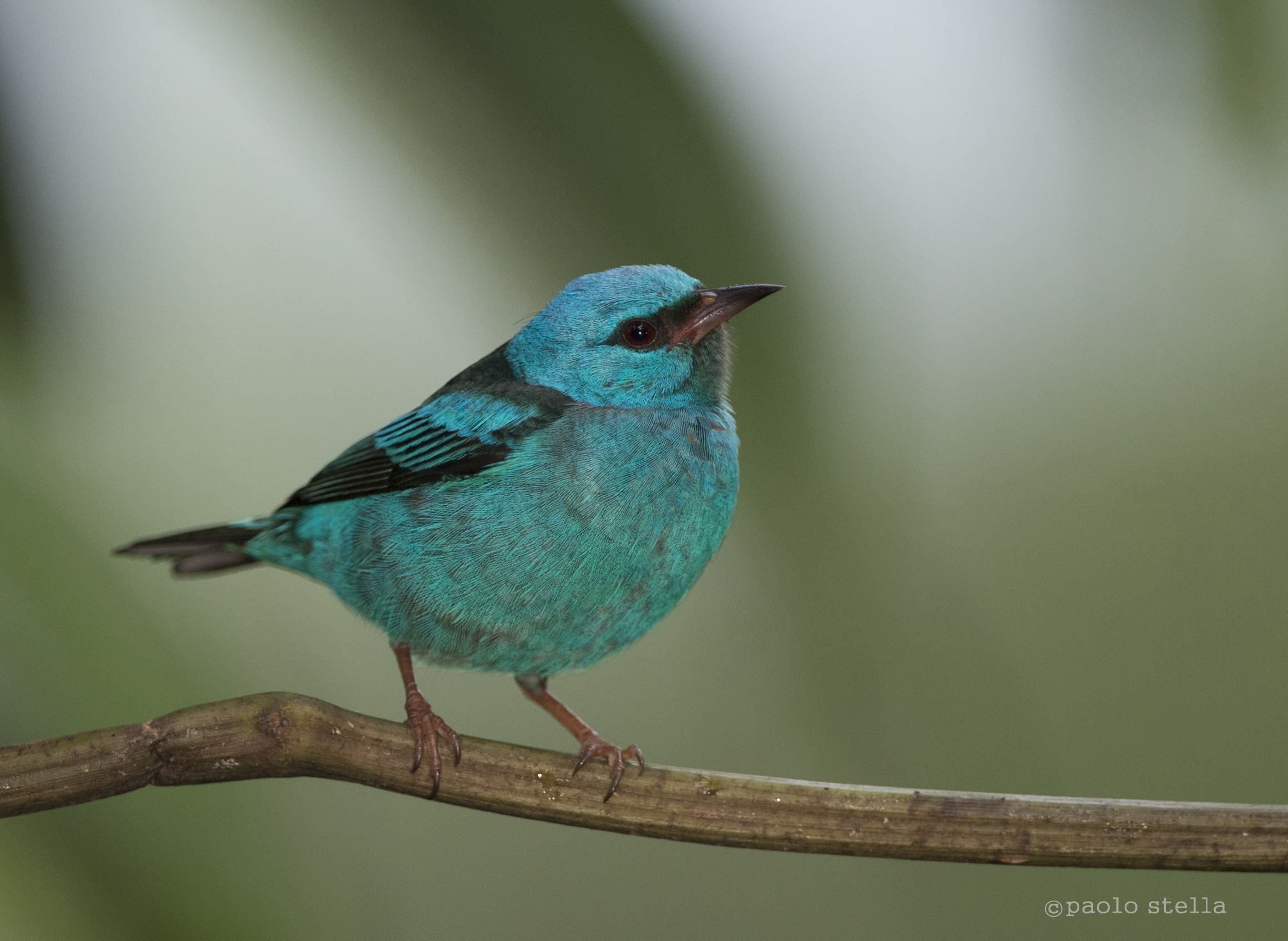 Blue Dacnis bad