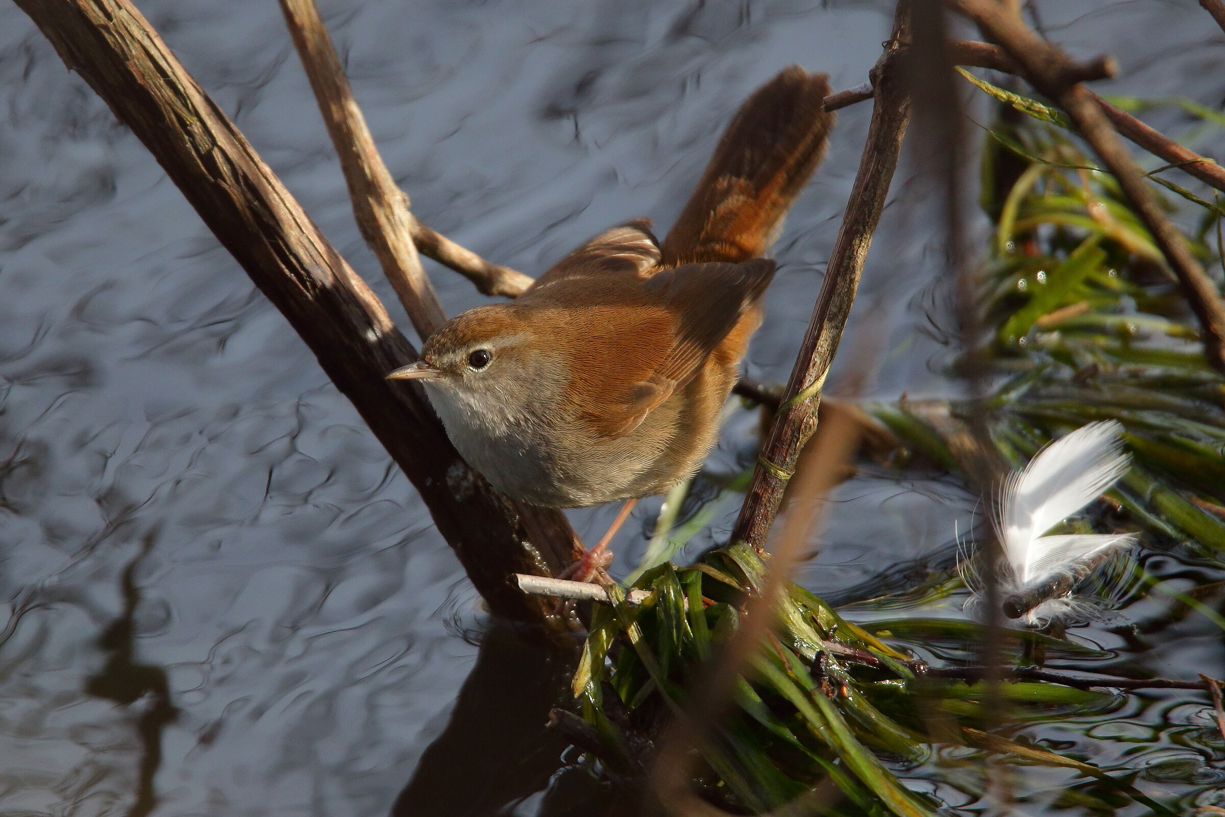 river nightingale