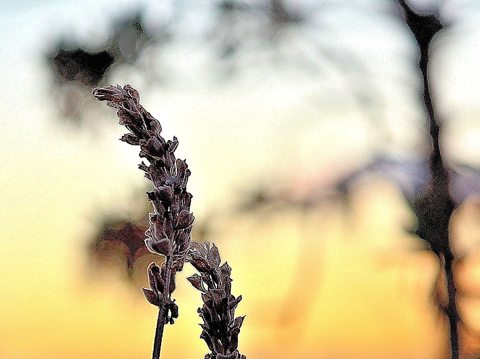 Fiori di lavanda