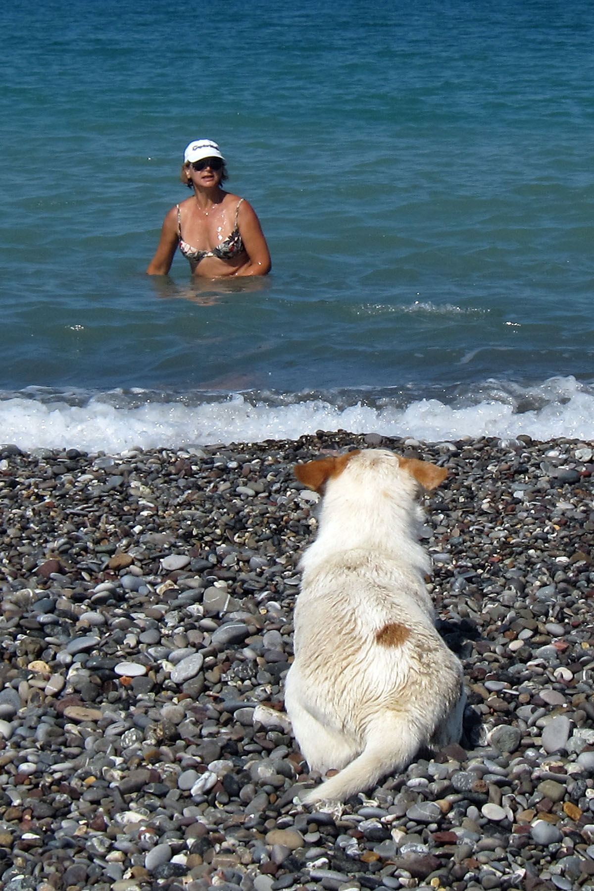 Il migliore amico dell'uomo, e della donna