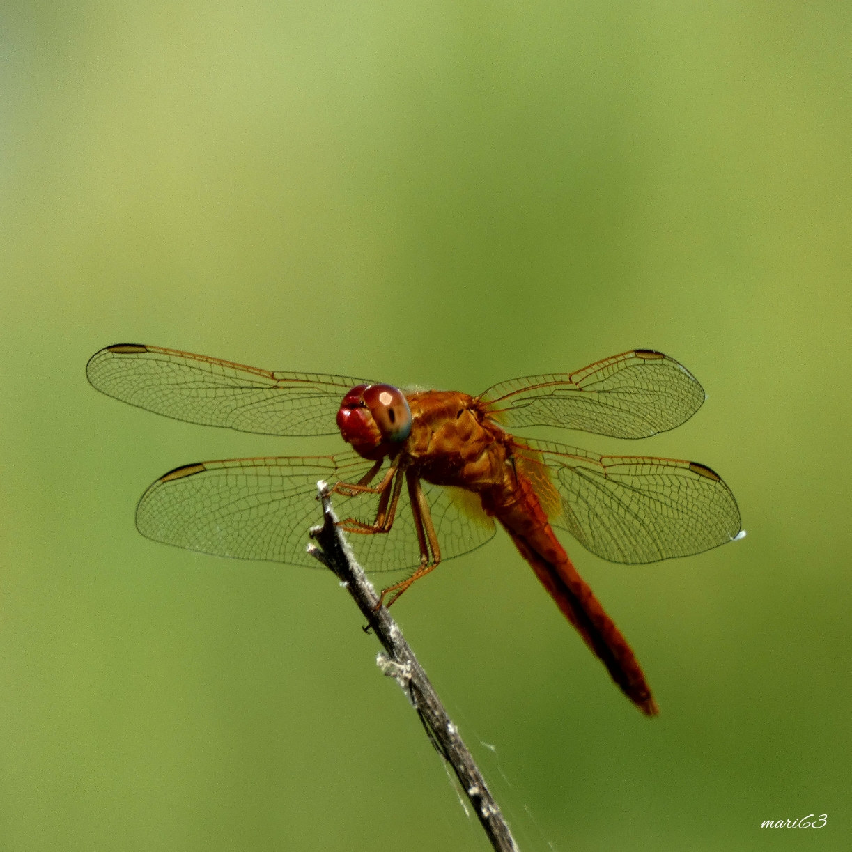 Dragonfly