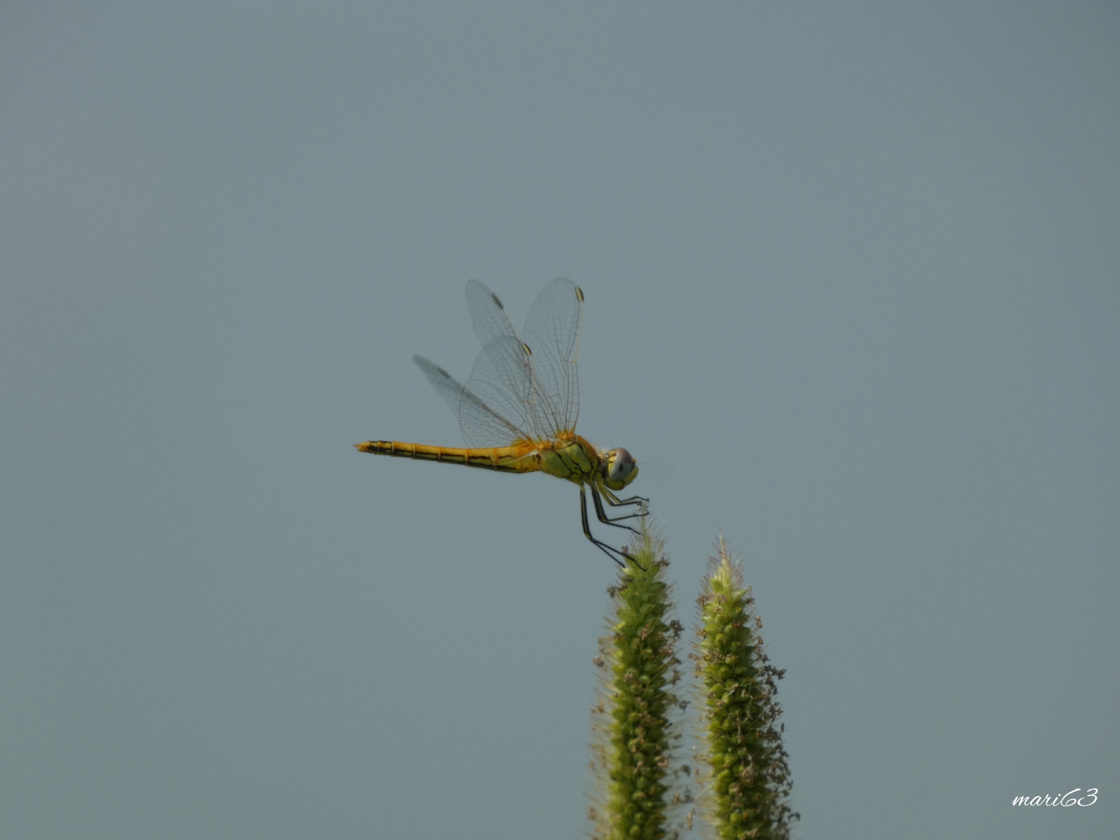 Dragonfly