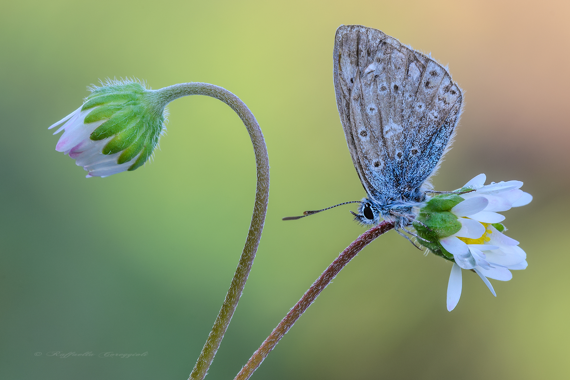 Polyommatus icarus