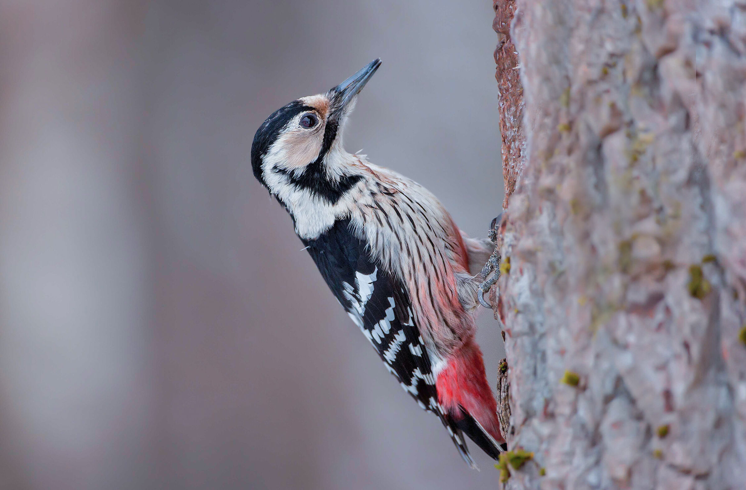 woodpecker white back