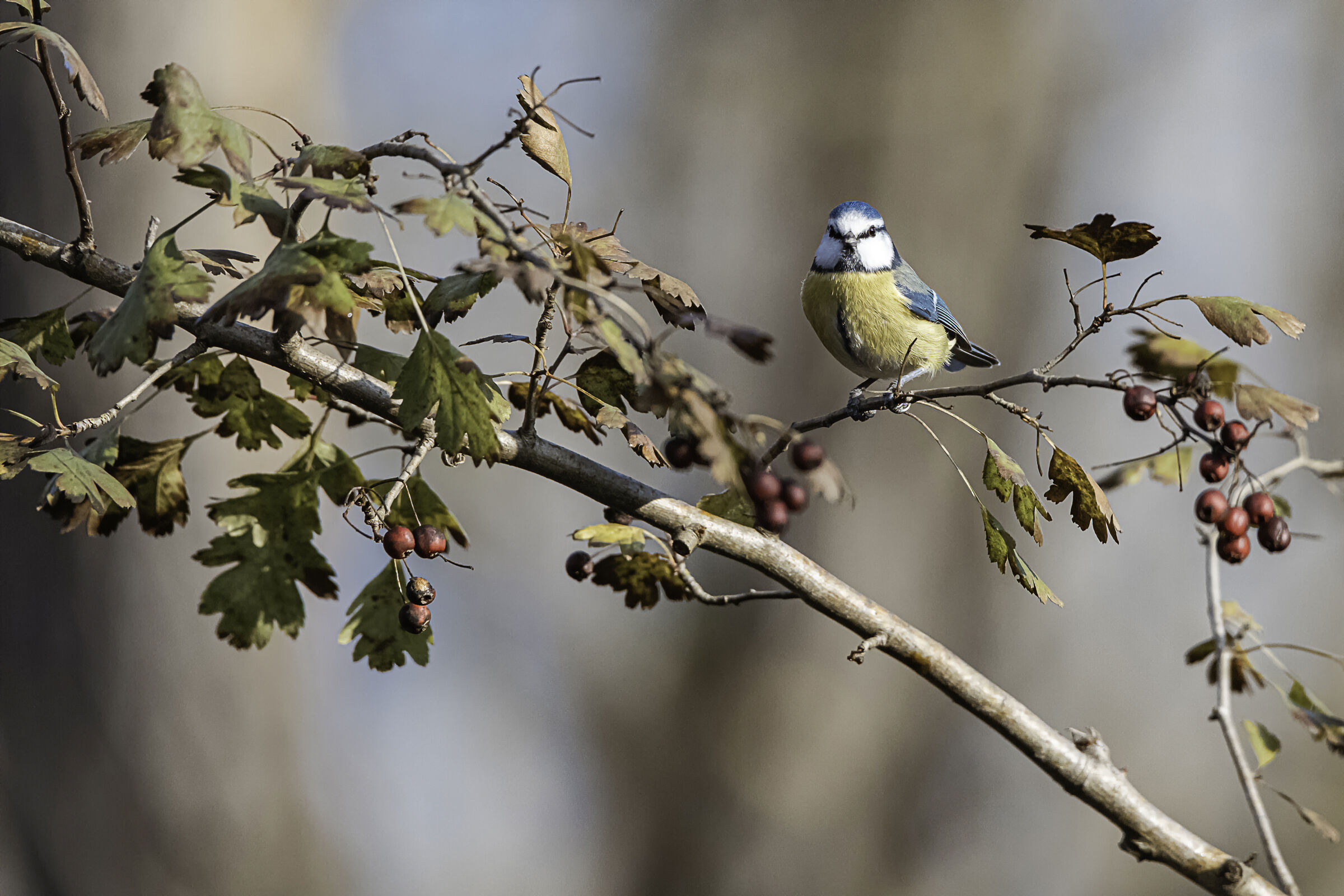 Cinciarella on the branch