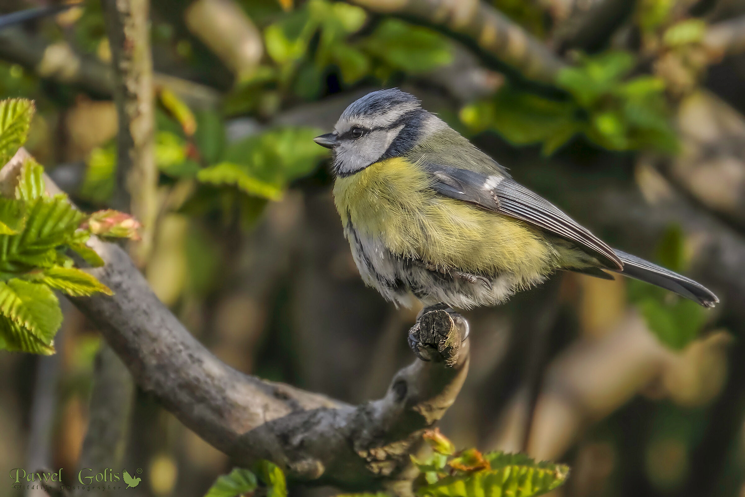 Tit blu eurasiatico (Cianistes caeruleus)