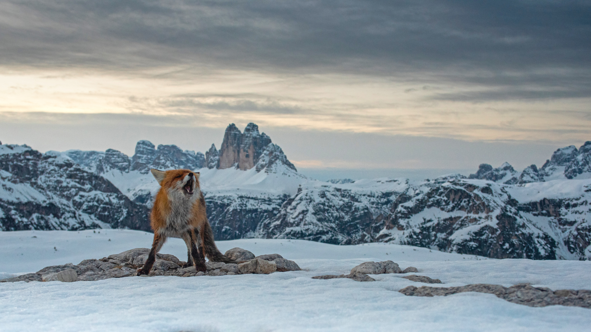 The Fox and the Three Peaks
