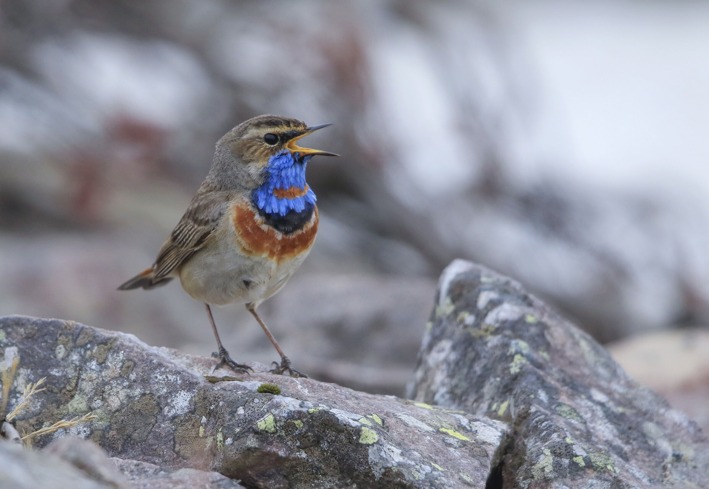 pettazzurro in Nordic environment