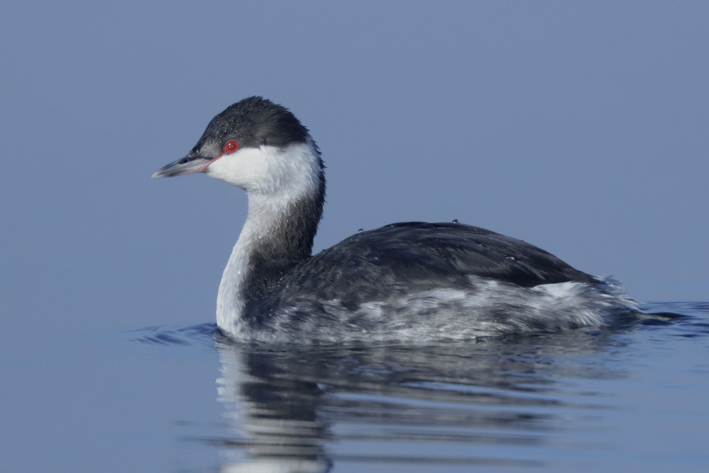 cuckold in winter dress