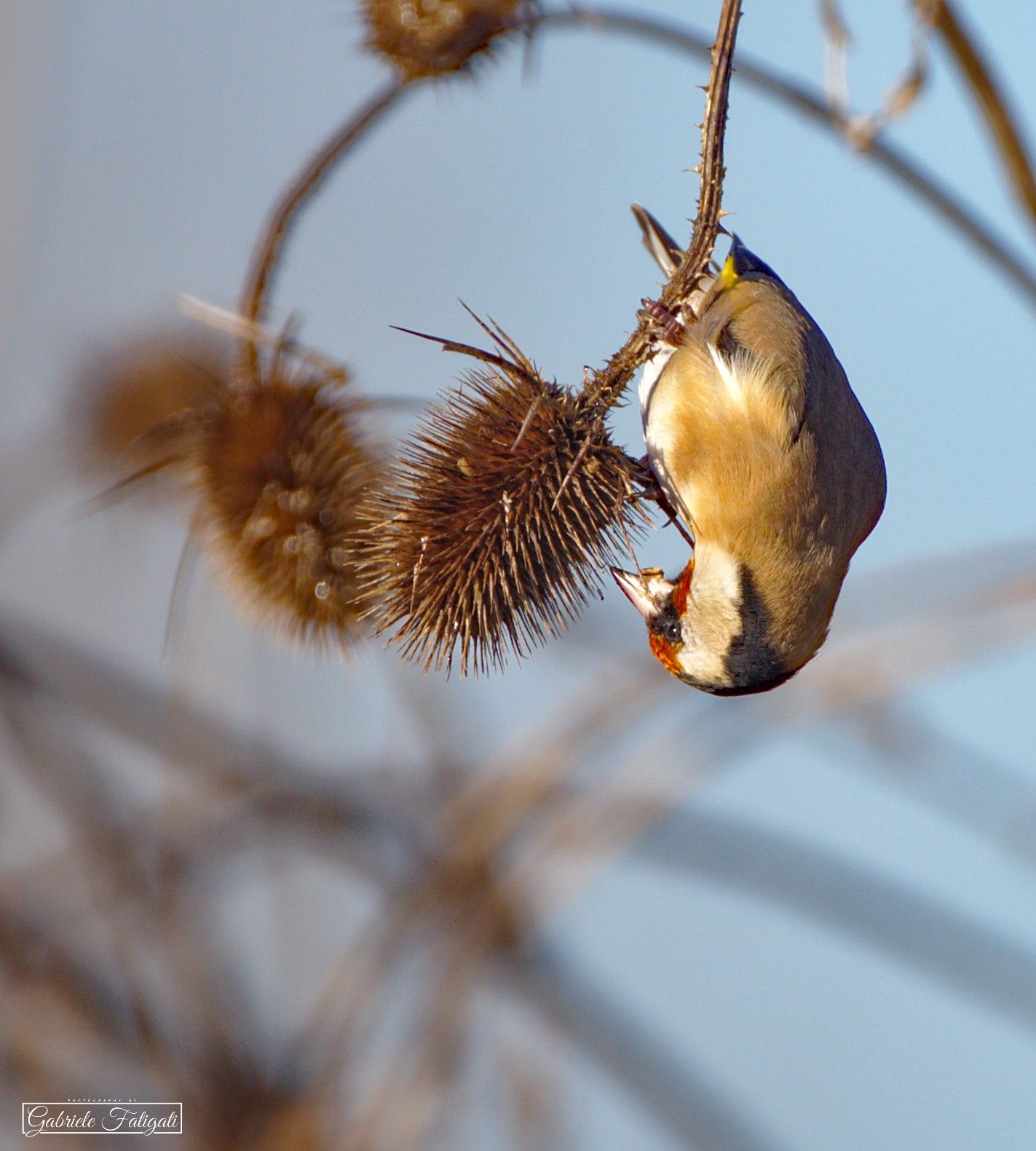 Cardellino upside down
