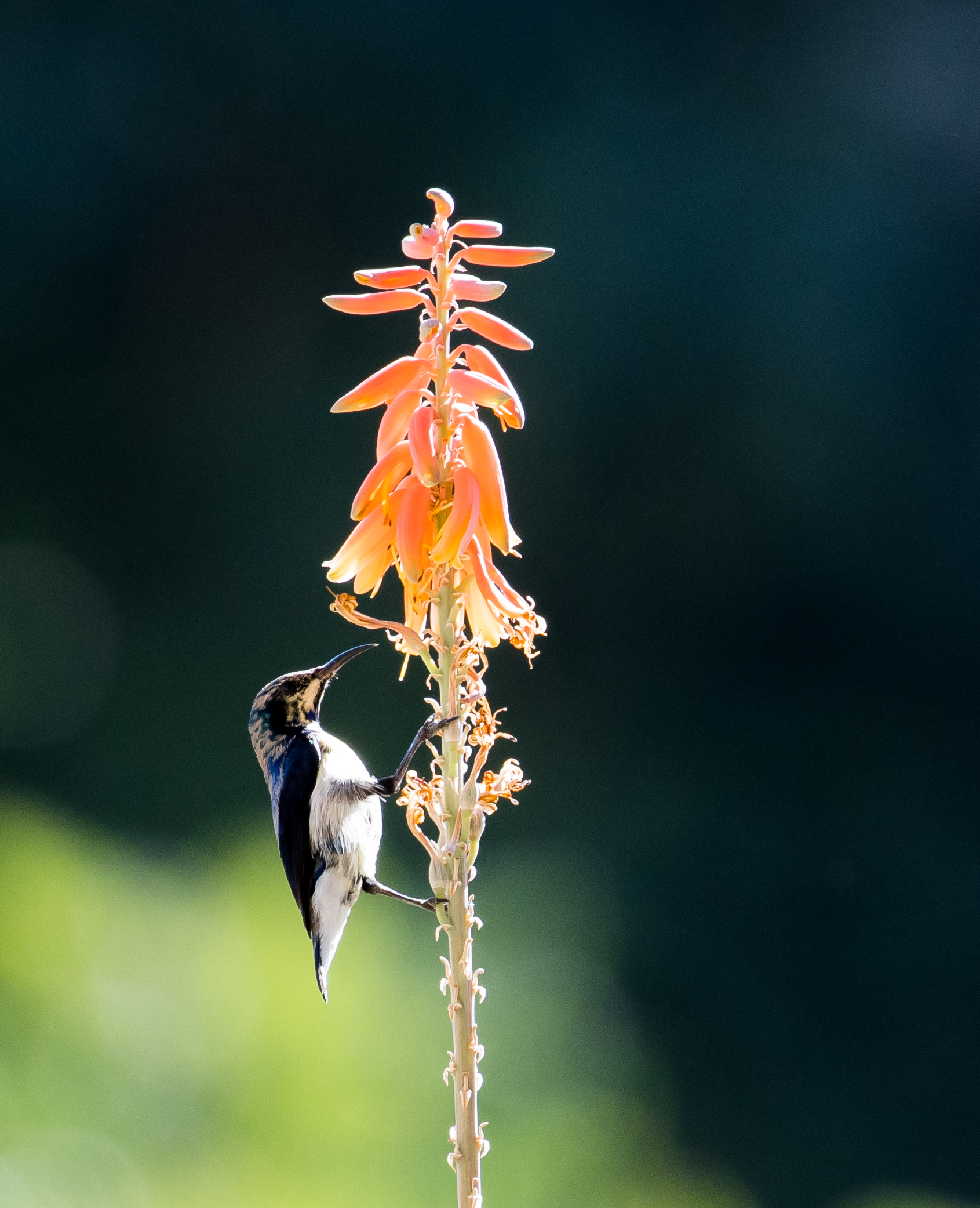 Nettarina  ( credo )