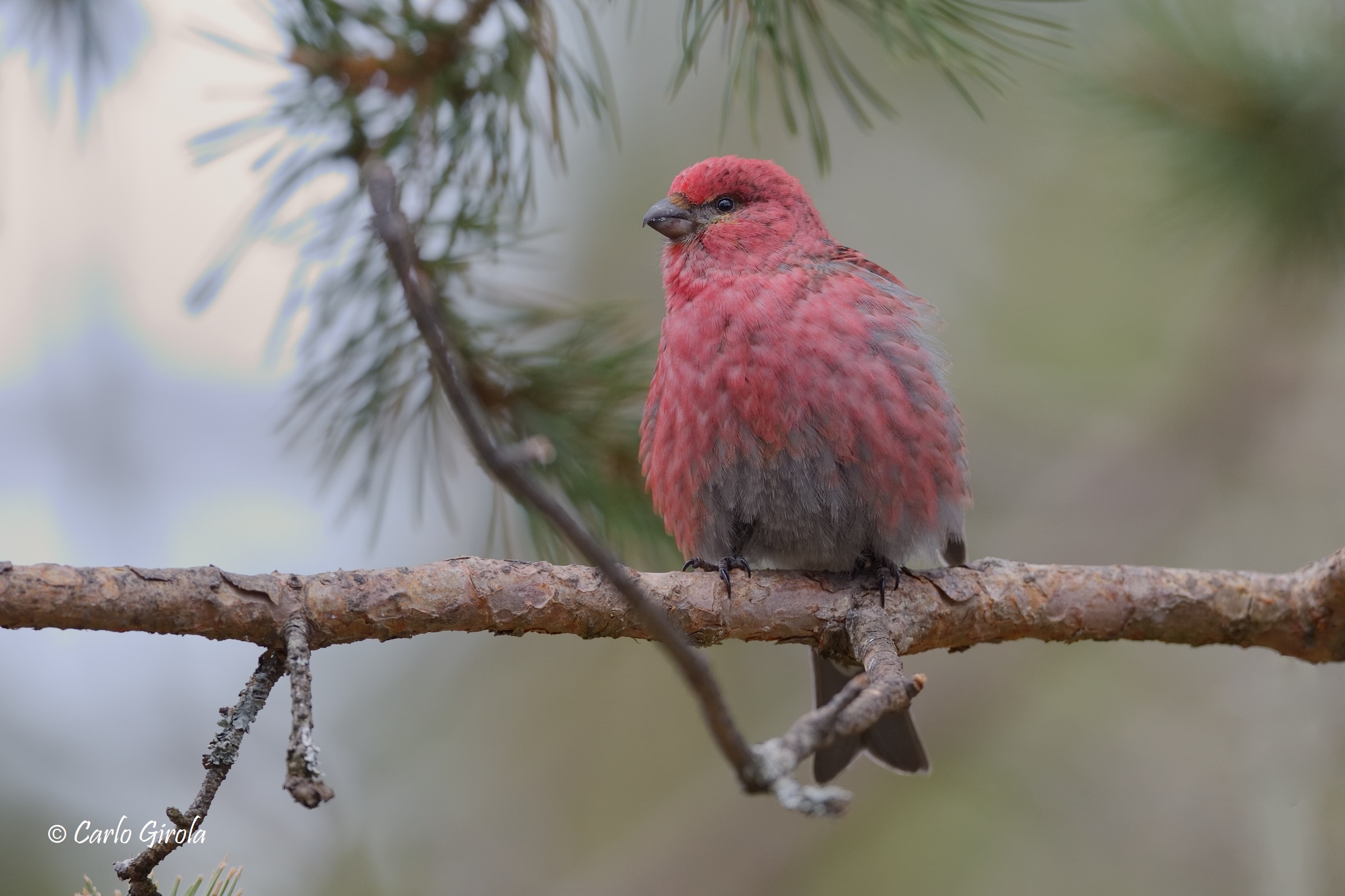 Ciuffolotto delle pinete (Pinicola enucleator)