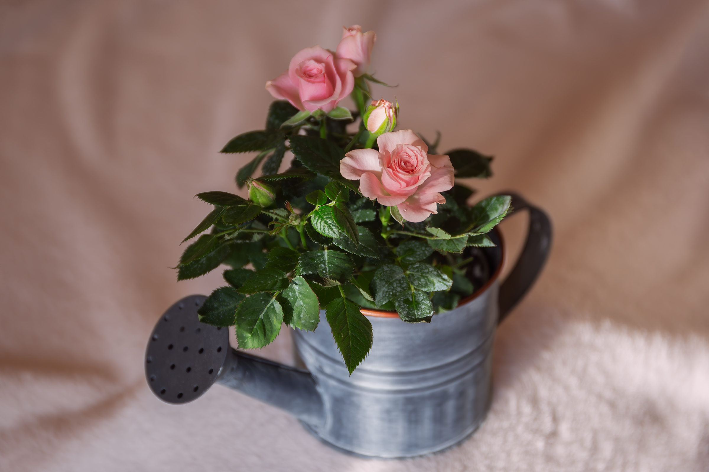Roselline in a watering can.